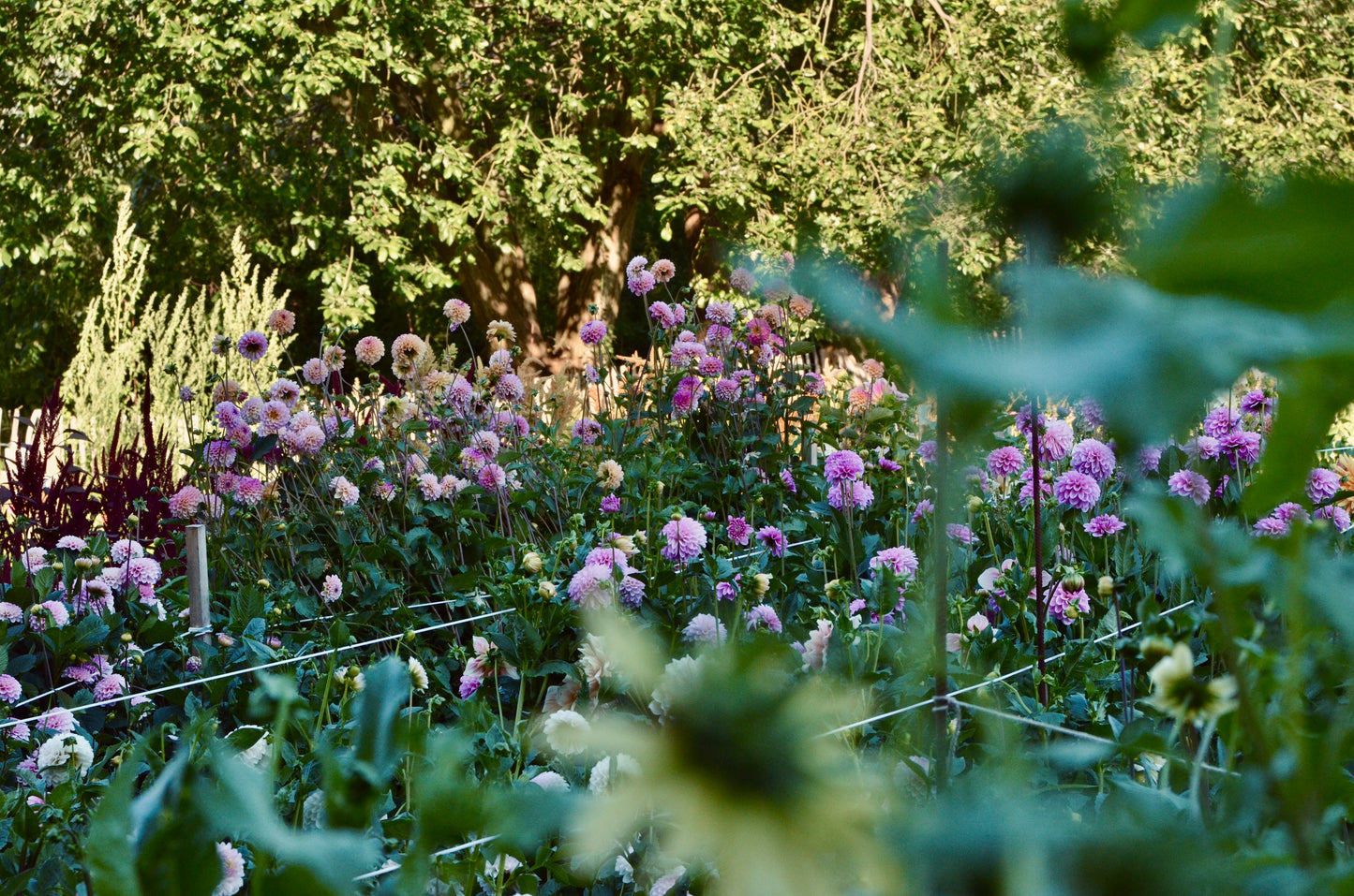 ein Eimer voller Blumen