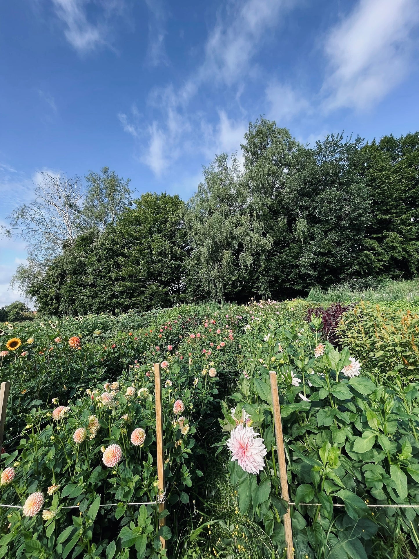 Blumen selbst pflücken