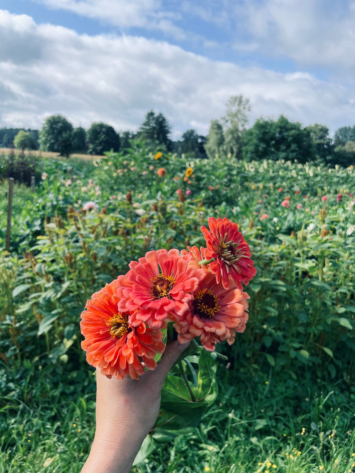Blumen selbst pflücken