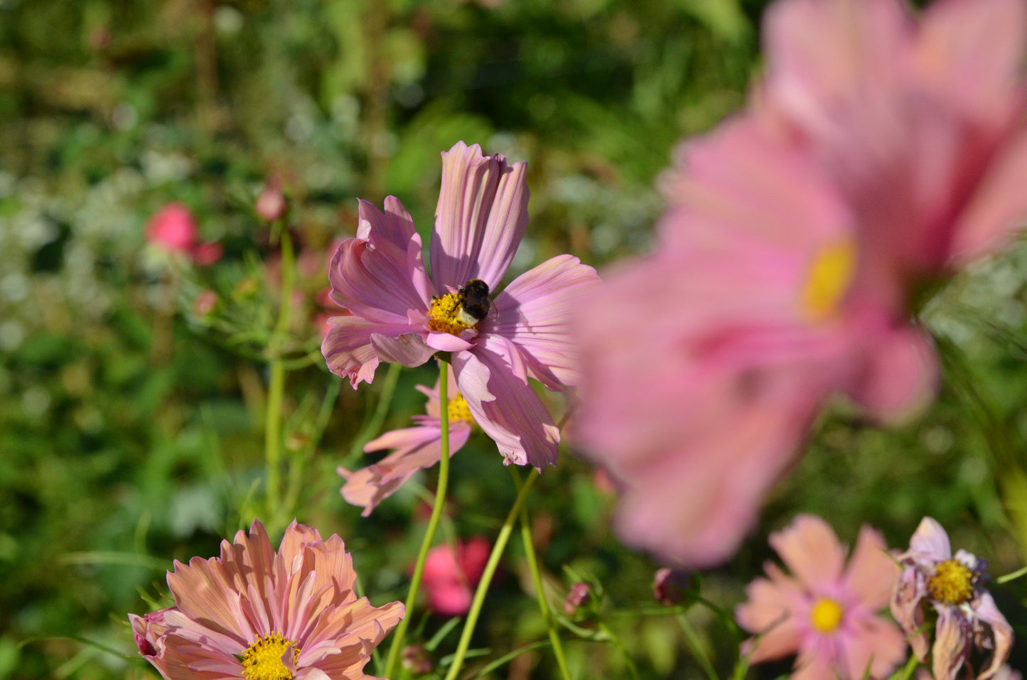 ein Eimer voller Blumen