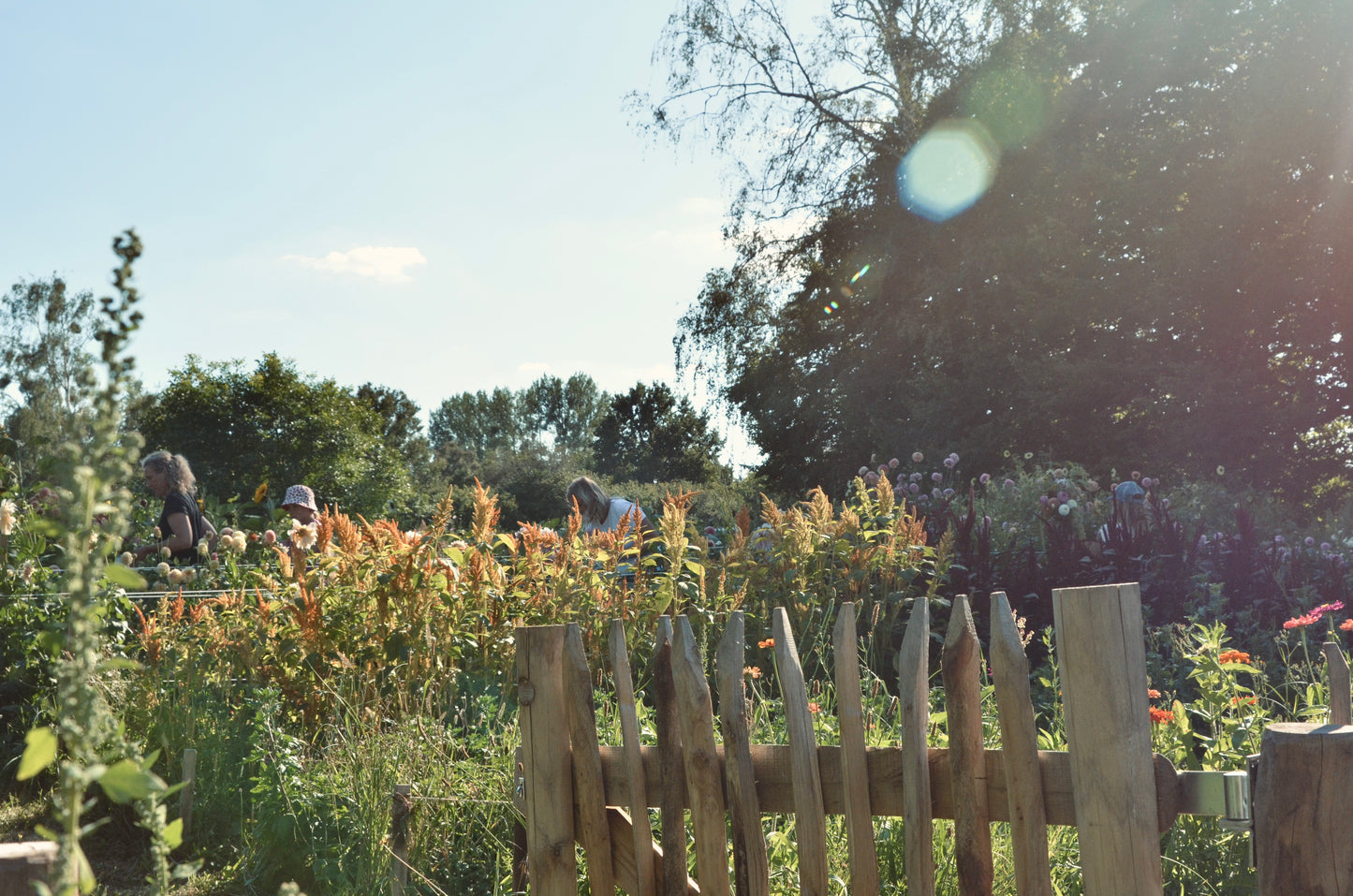 Blumen selbst pflücken (2026)