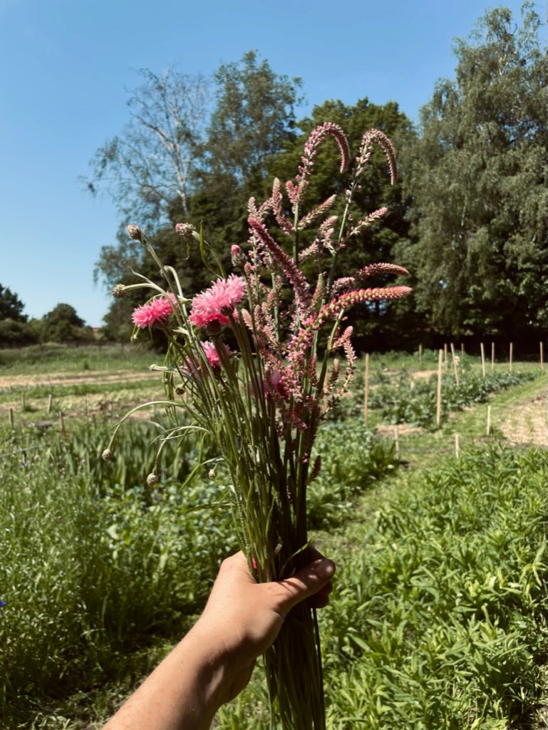 Blumen selbst pflücken