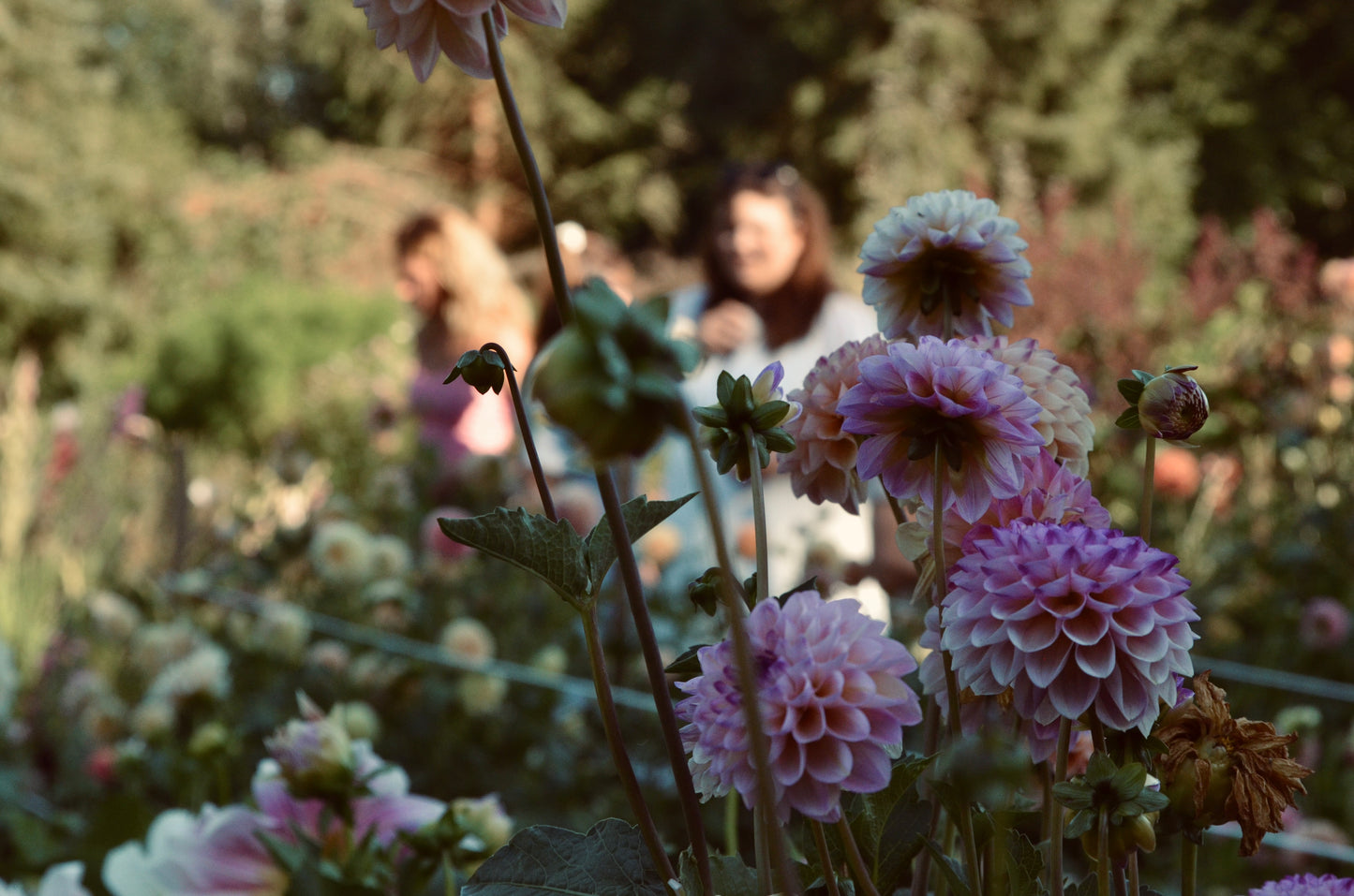 Blumen selbst pflücken (2026)