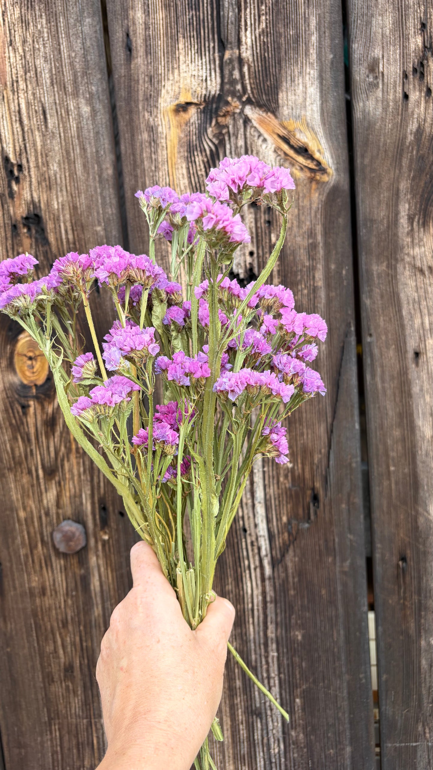 Trockenblumen vom Feld | 10 Stiele