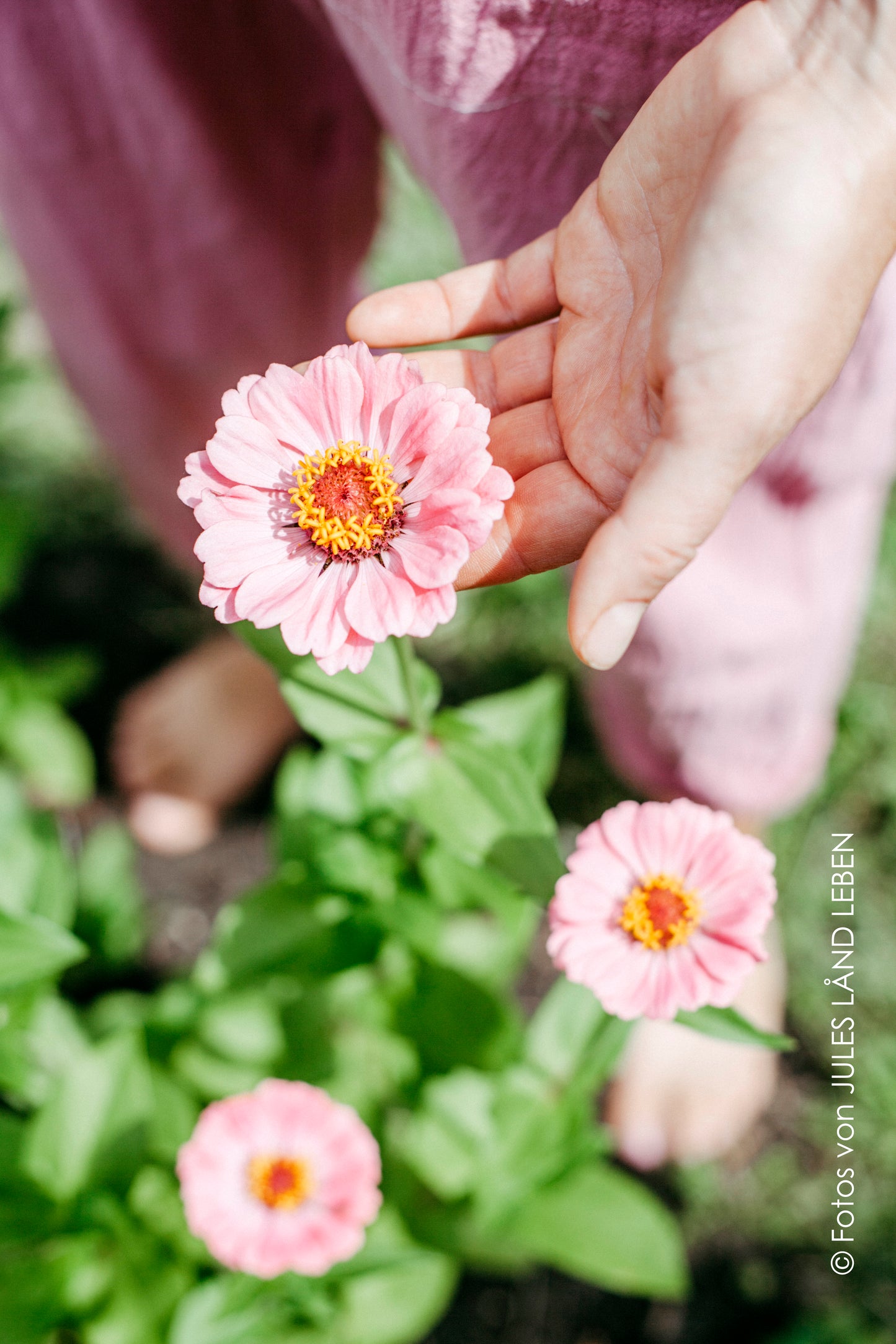 Blumen selbst pflücken