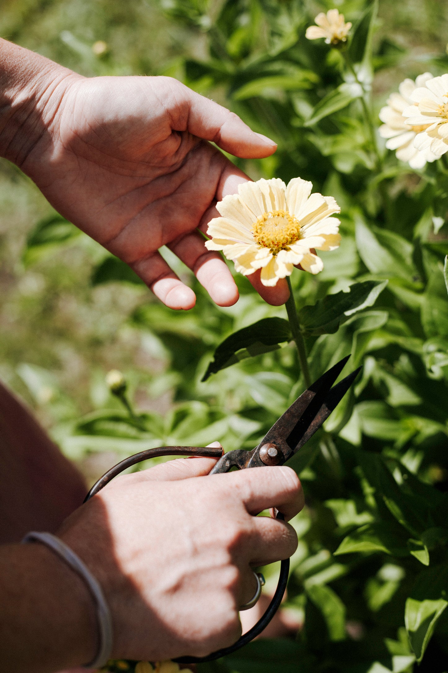 Blumen selbst pflücken