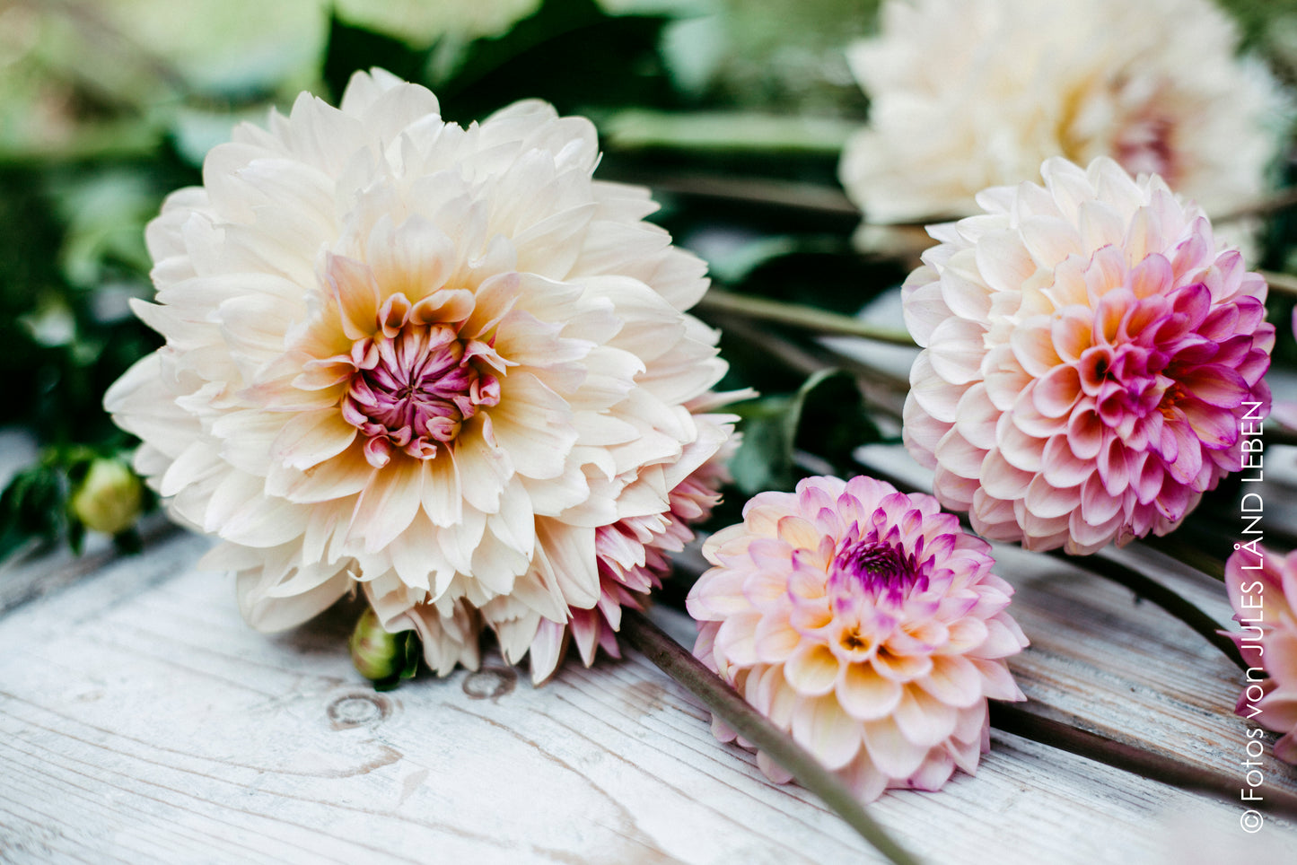 ein Eimer voller Blumen