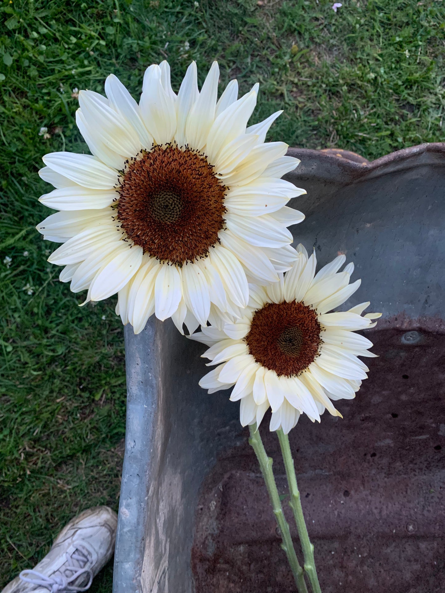 Blumen selbst pflücken