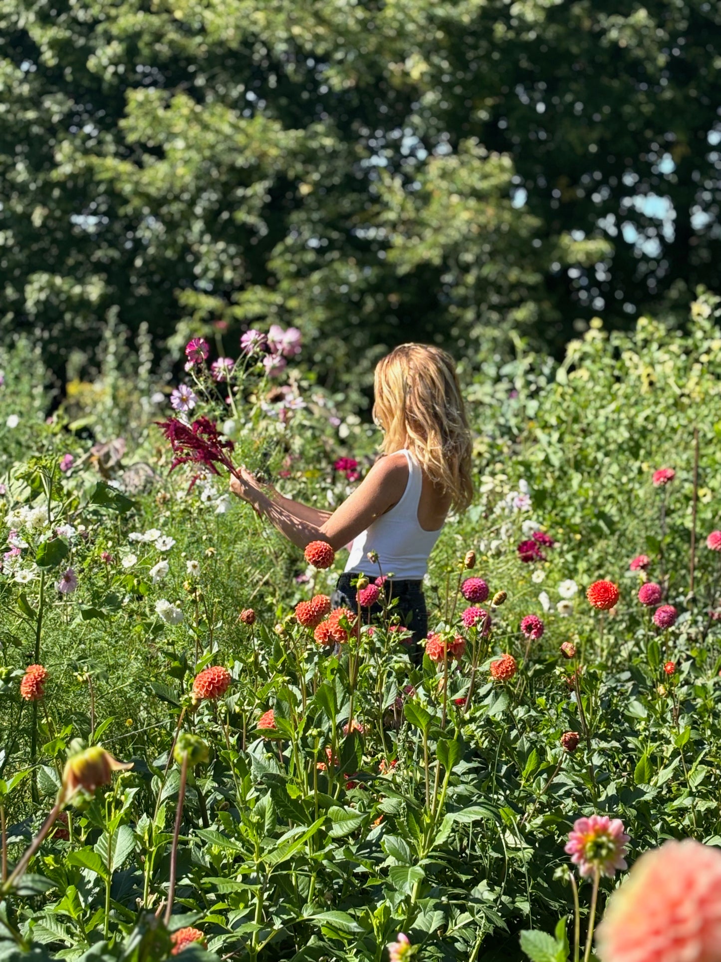 Blumen selbst pflücken (2026)