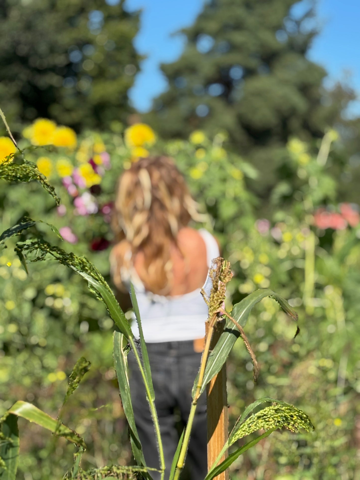 Blumen selbst pflücken (2026)
