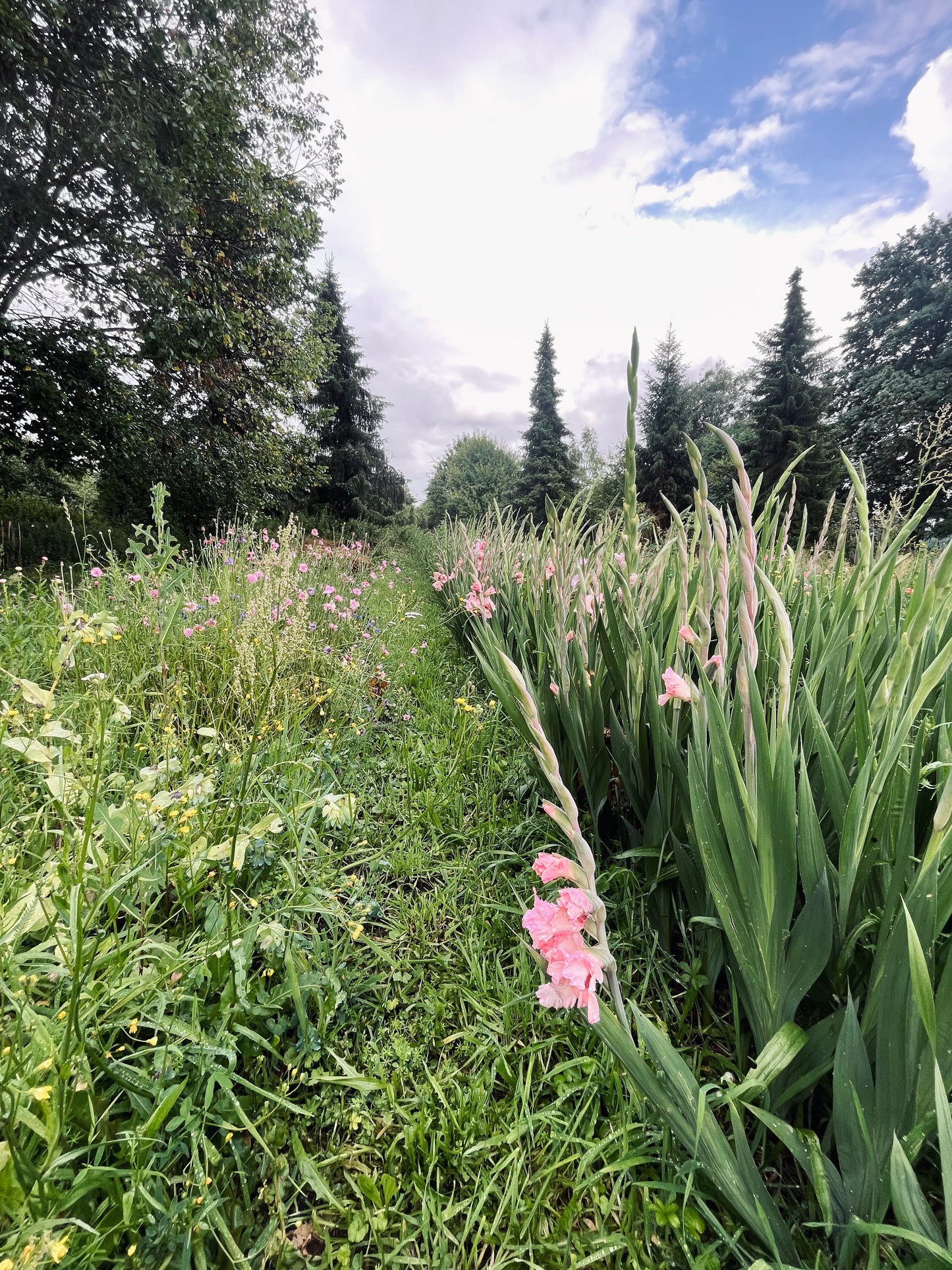 Blumen selbst pflücken