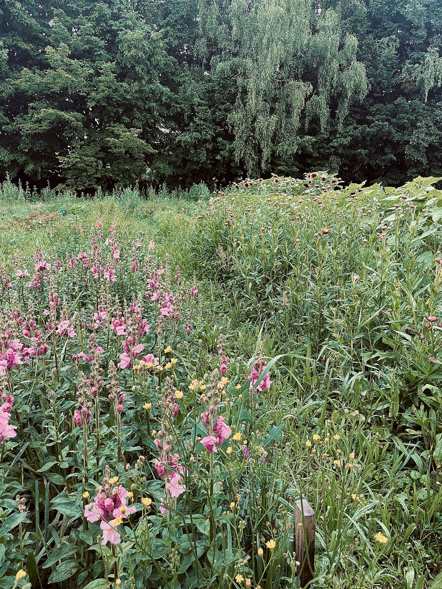 Blumen selbst pflücken