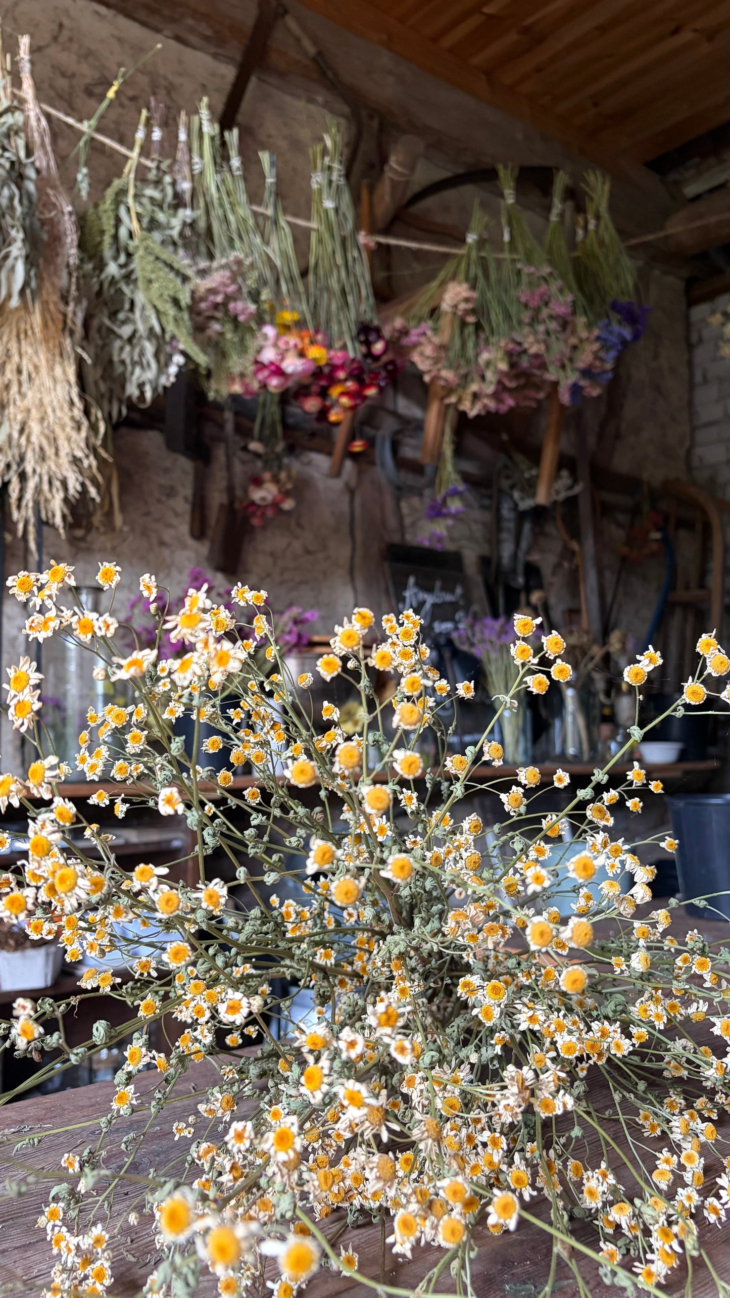 Trockenblumen vom Feld | 10 Stiele