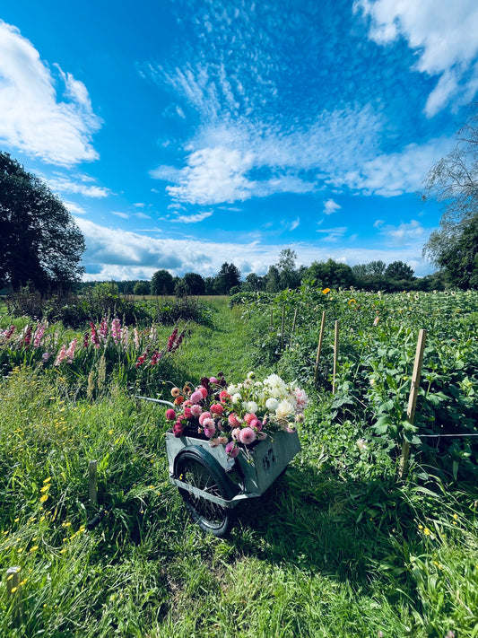 Blumen selbst pflücken