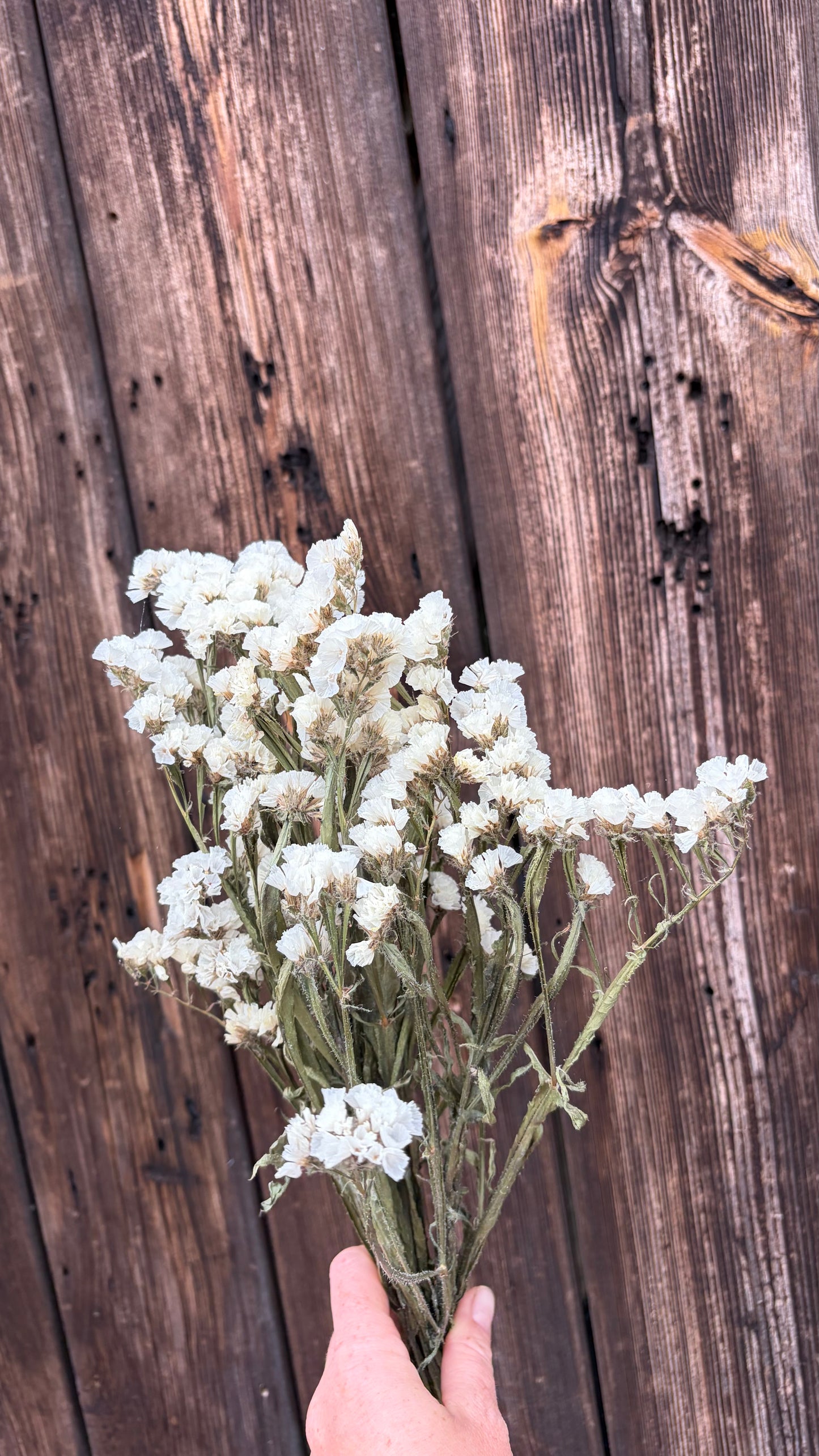 Trockenblumen vom Feld | 10 Stiele