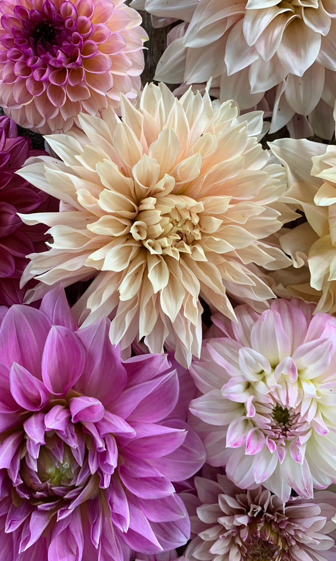 Abo: Blumensträuße die ganze Saison (Apr-Okt)