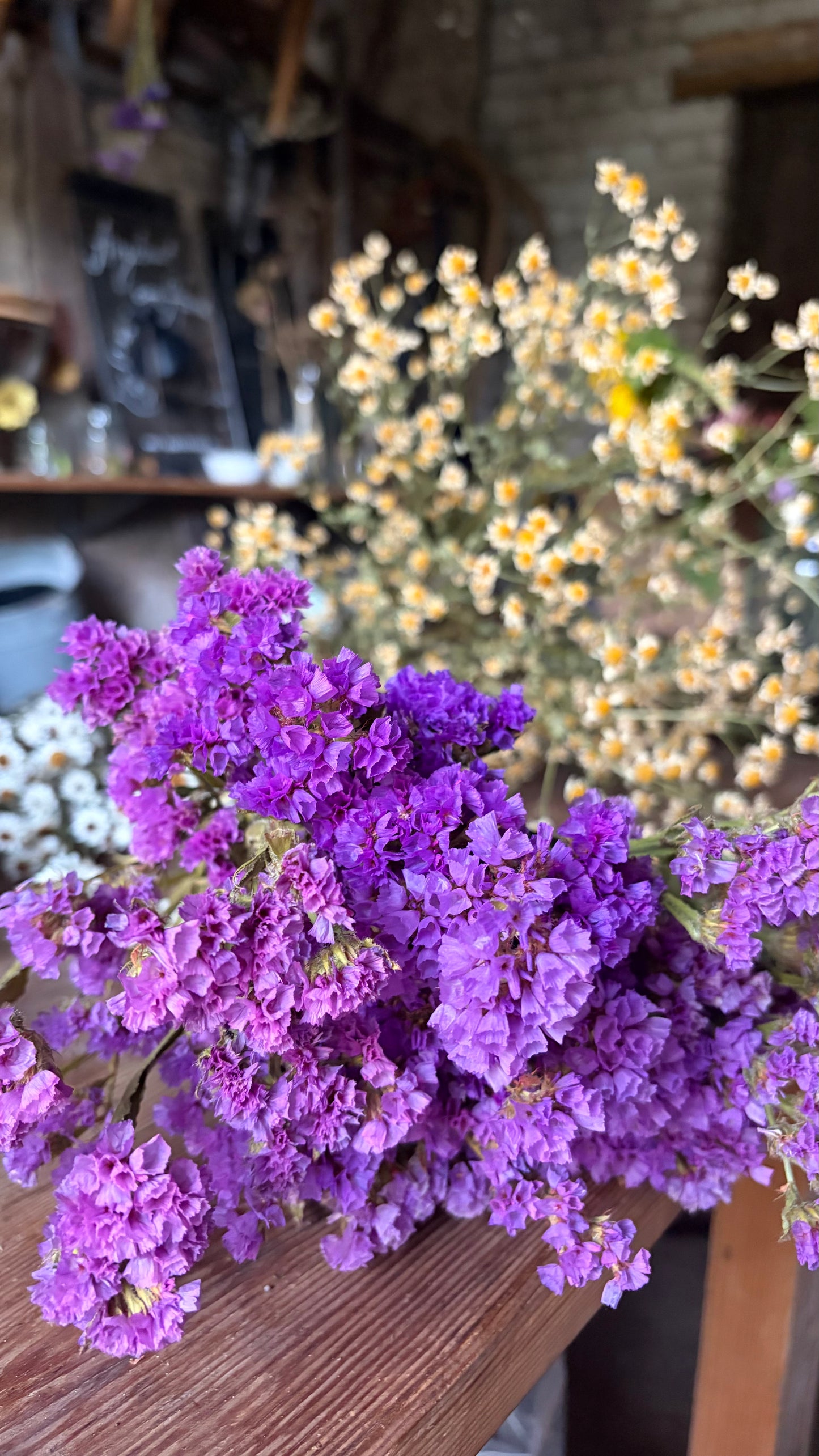 Trockenblumen vom Feld | 10 Stiele