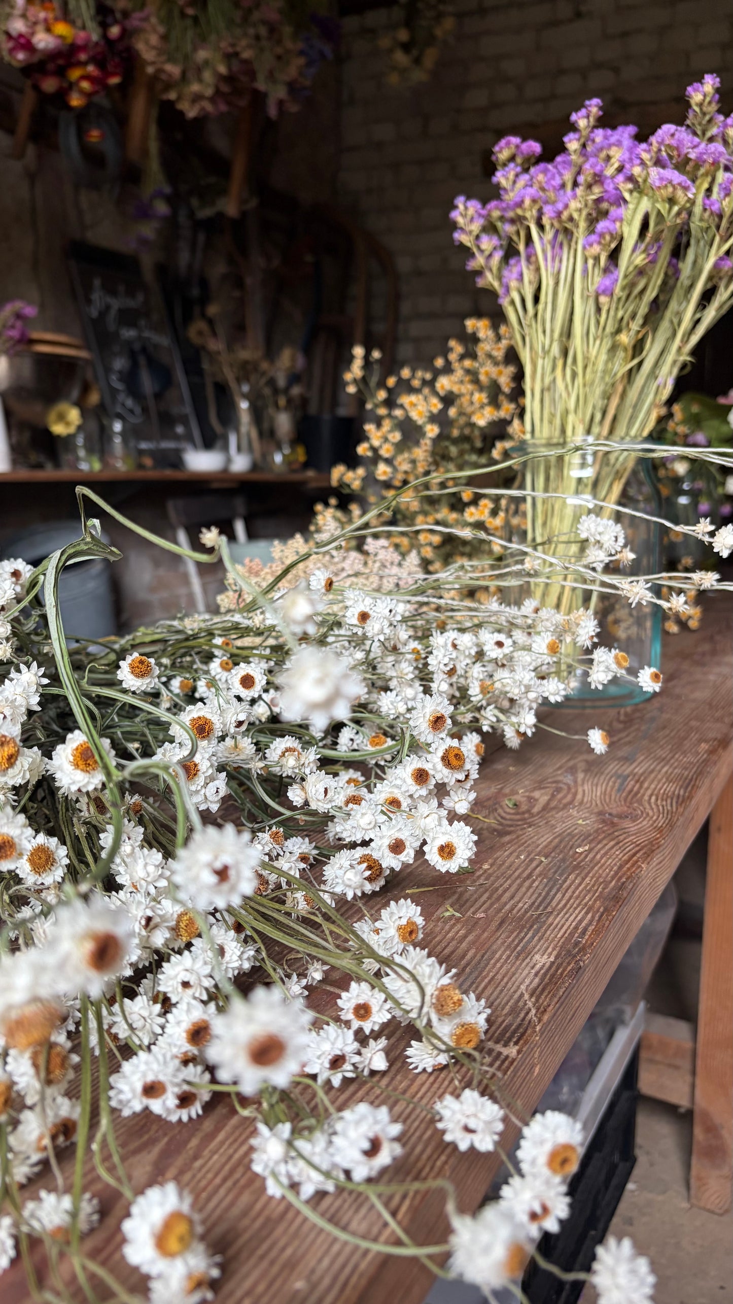 Trockenblumen vom Feld | 10 Stiele