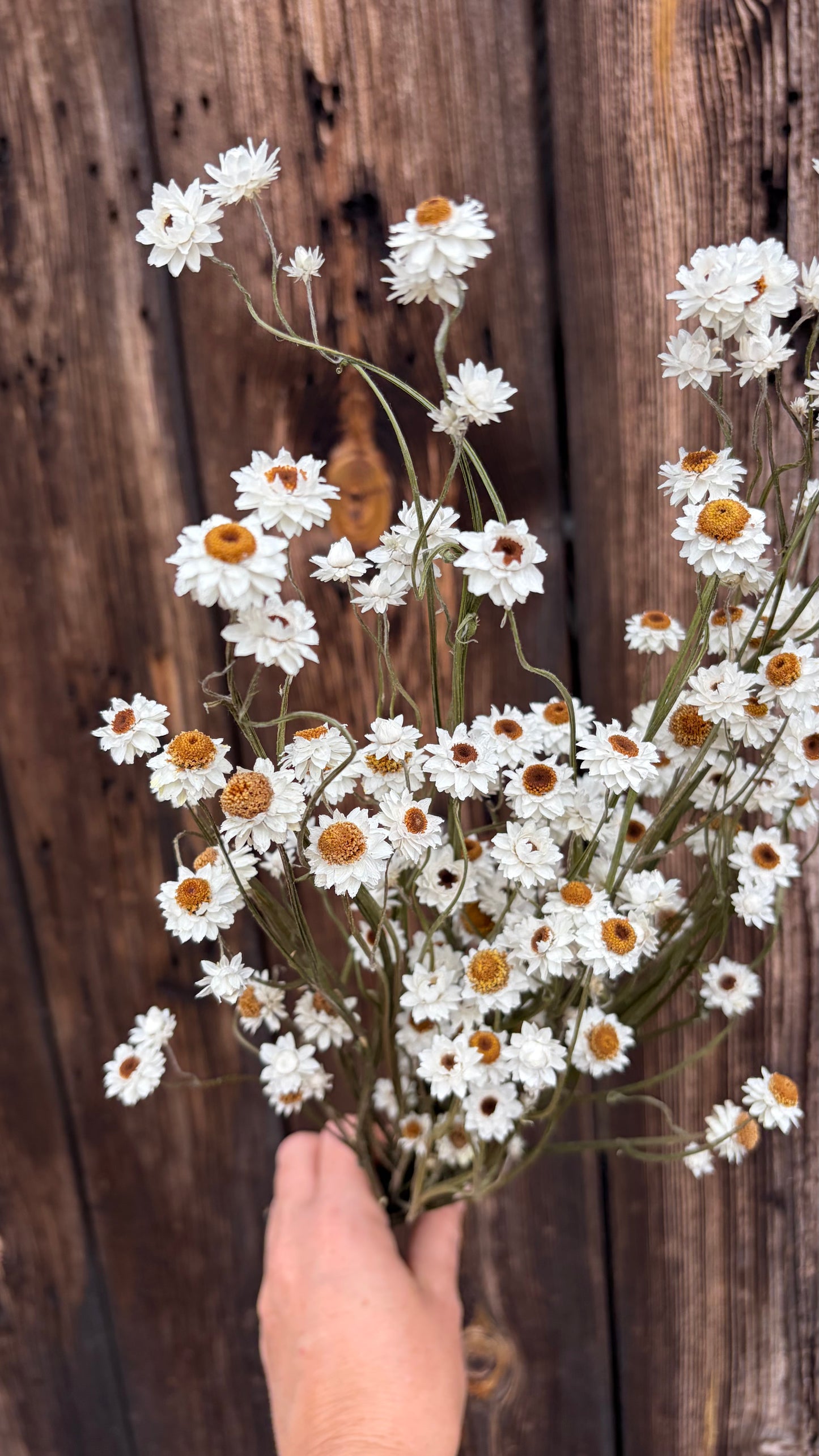 Trockenblumen vom Feld | 10 Stiele