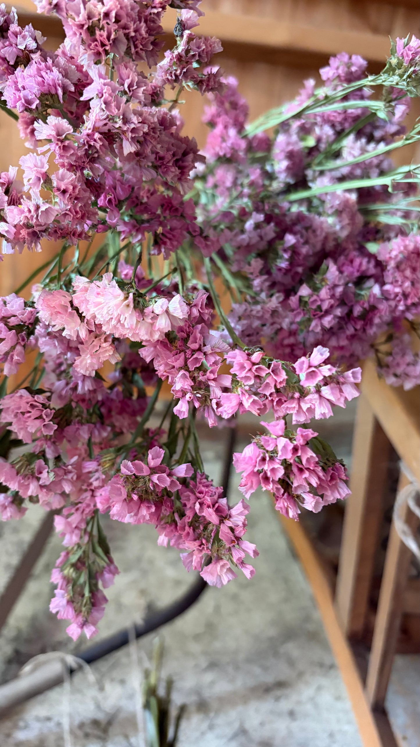 Trockenblumen vom Feld | 10 Stiele