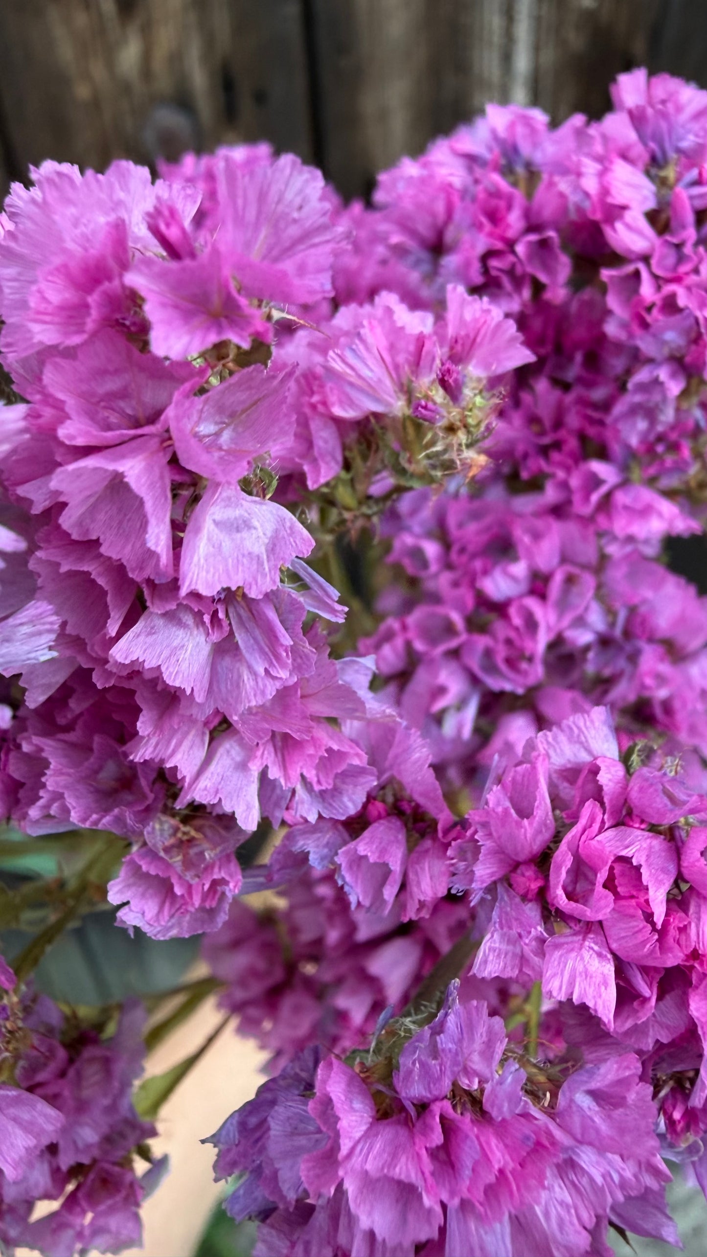Trockenblumen vom Feld | 10 Stiele
