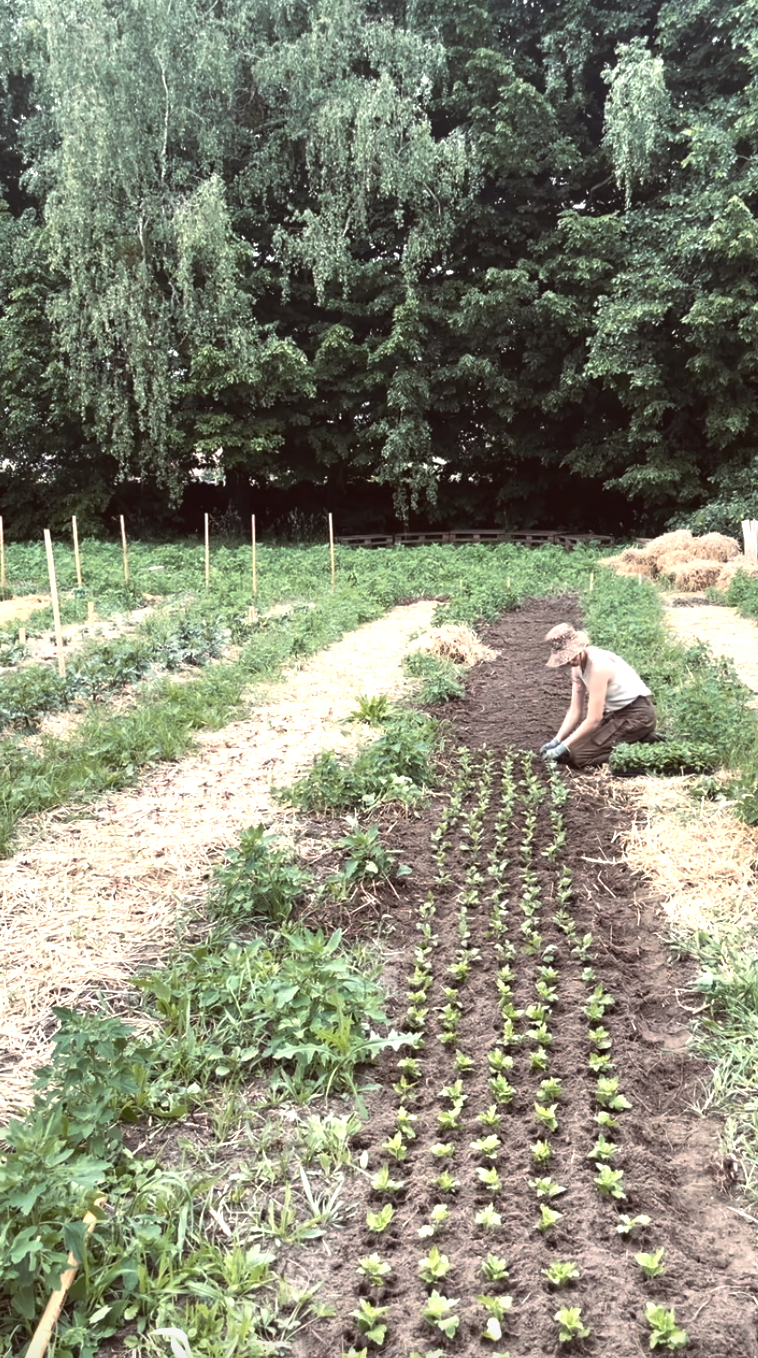 Abo: Blumensträuße die ganze Saison (Apr-Okt)