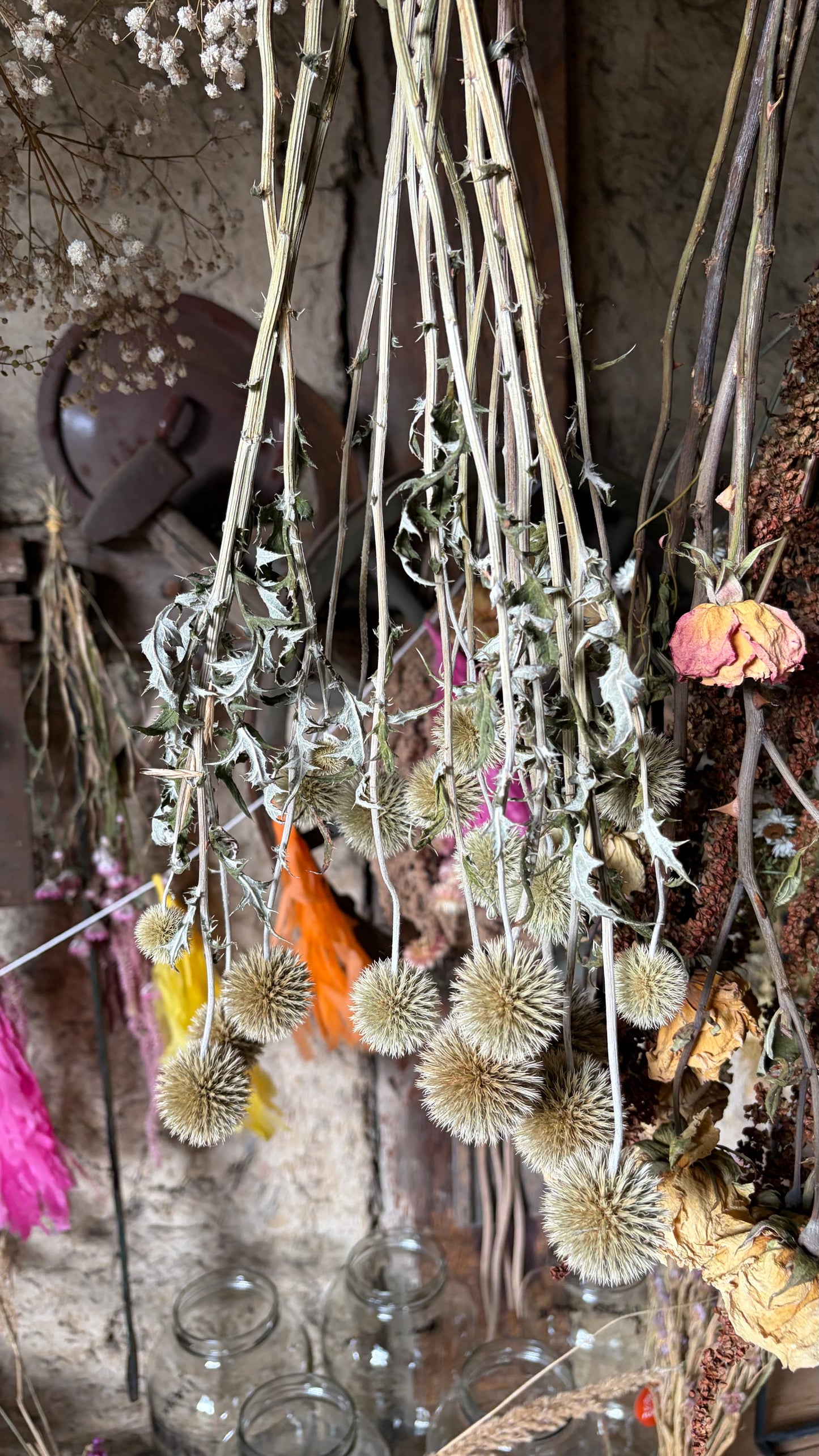 Trockenblumen vom Feld | 10 Stiele