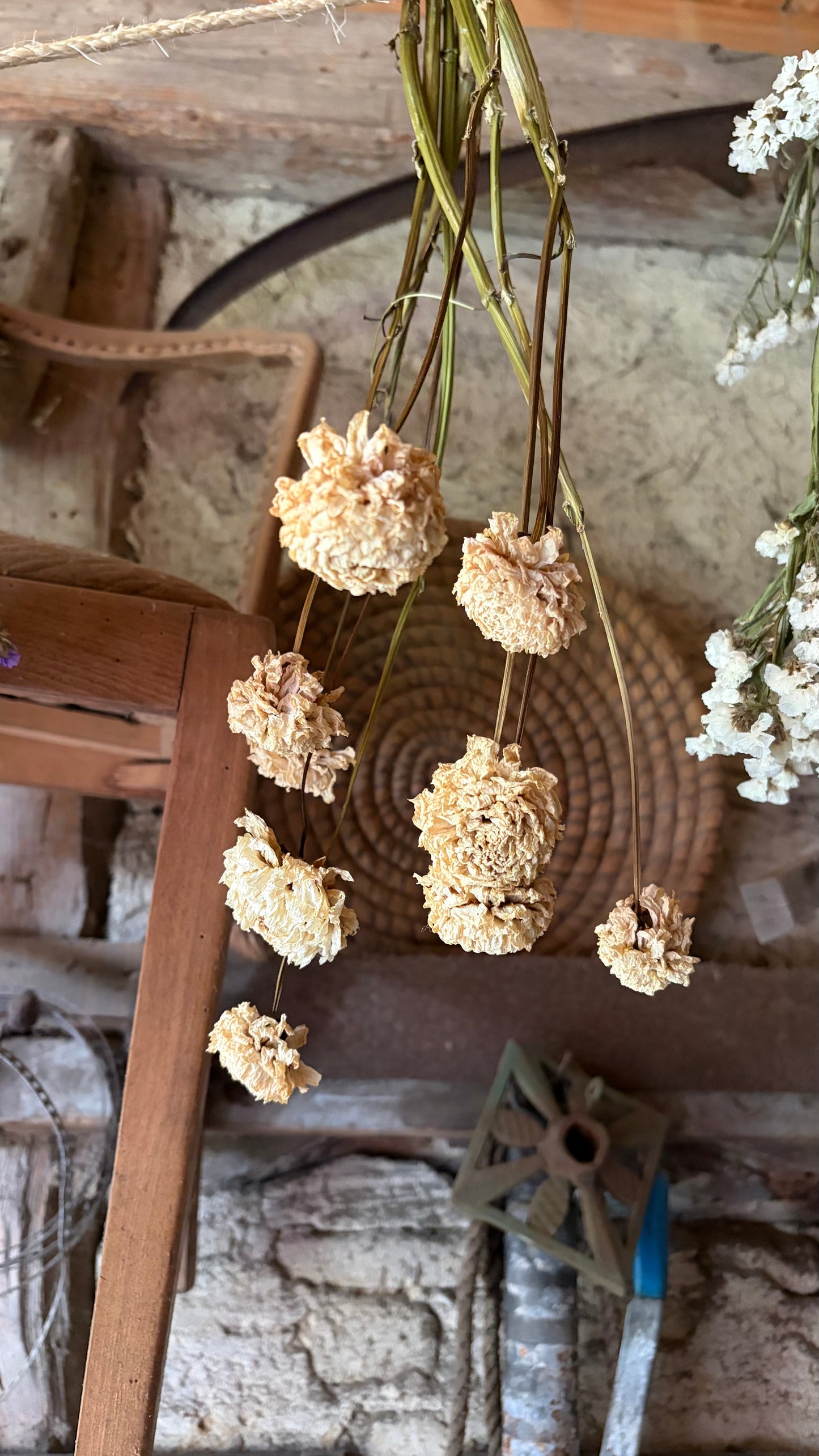 Trockenblumen vom Feld | 10 Stiele