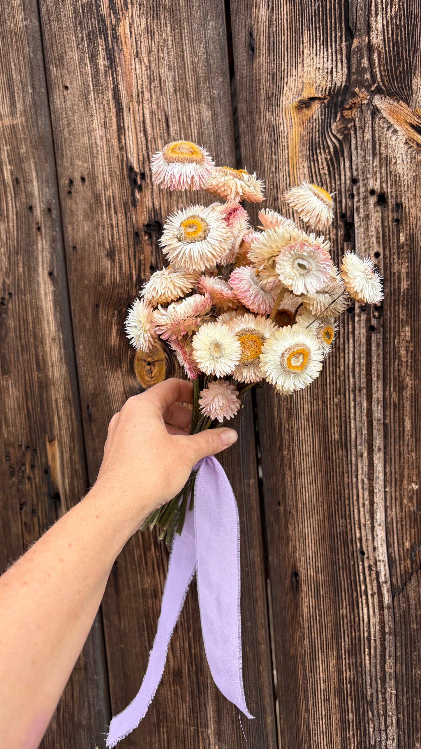 Trockenblumen vom Feld | 10 Stiele