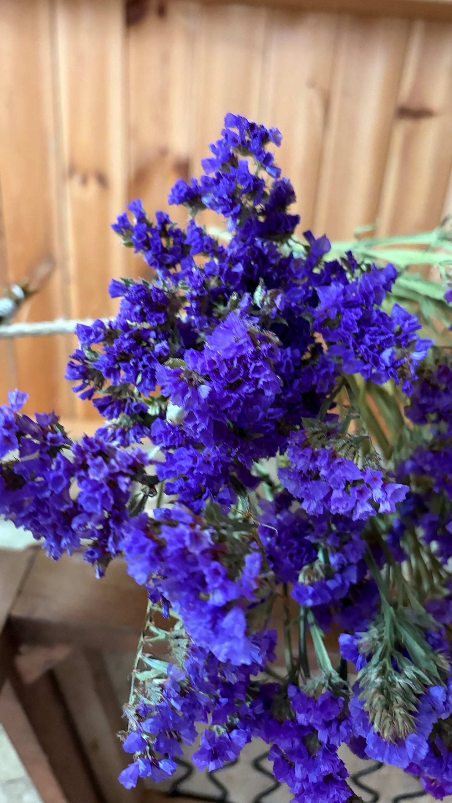 Trockenblumen vom Feld | 10 Stiele