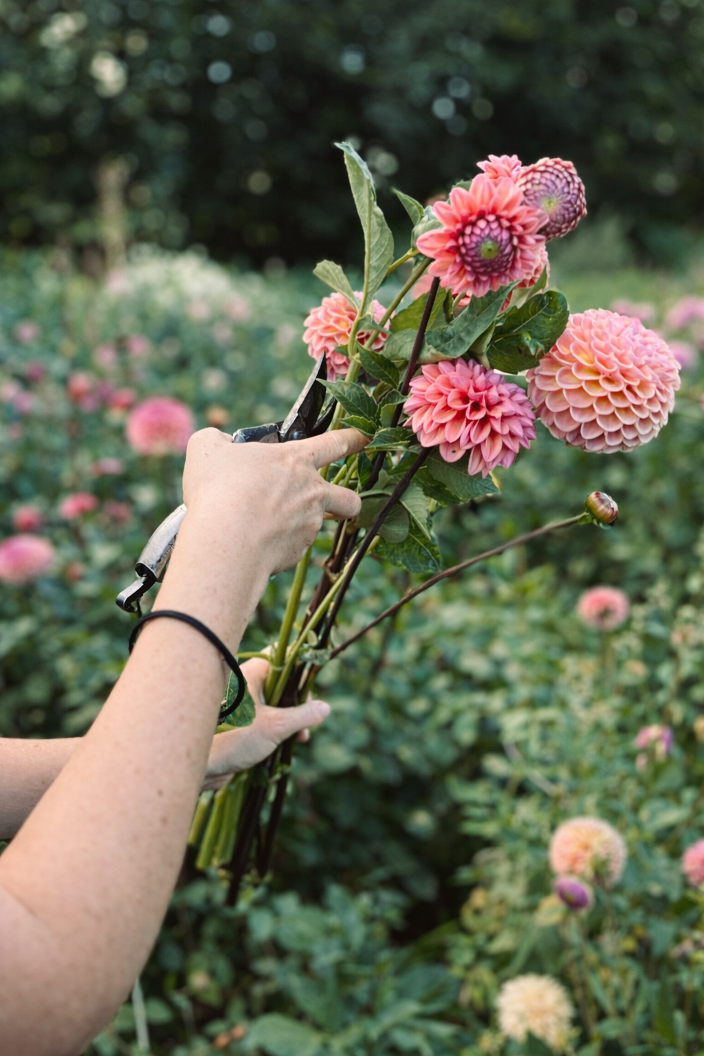 Blumen selbst pflücken (2026)