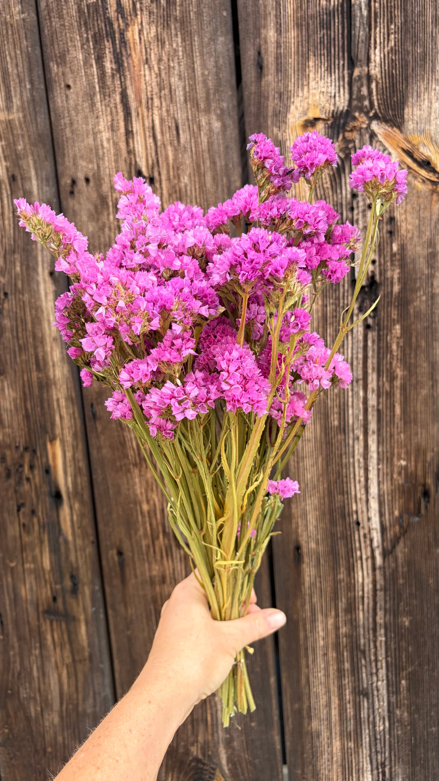 Trockenblumen vom Feld | 10 Stiele