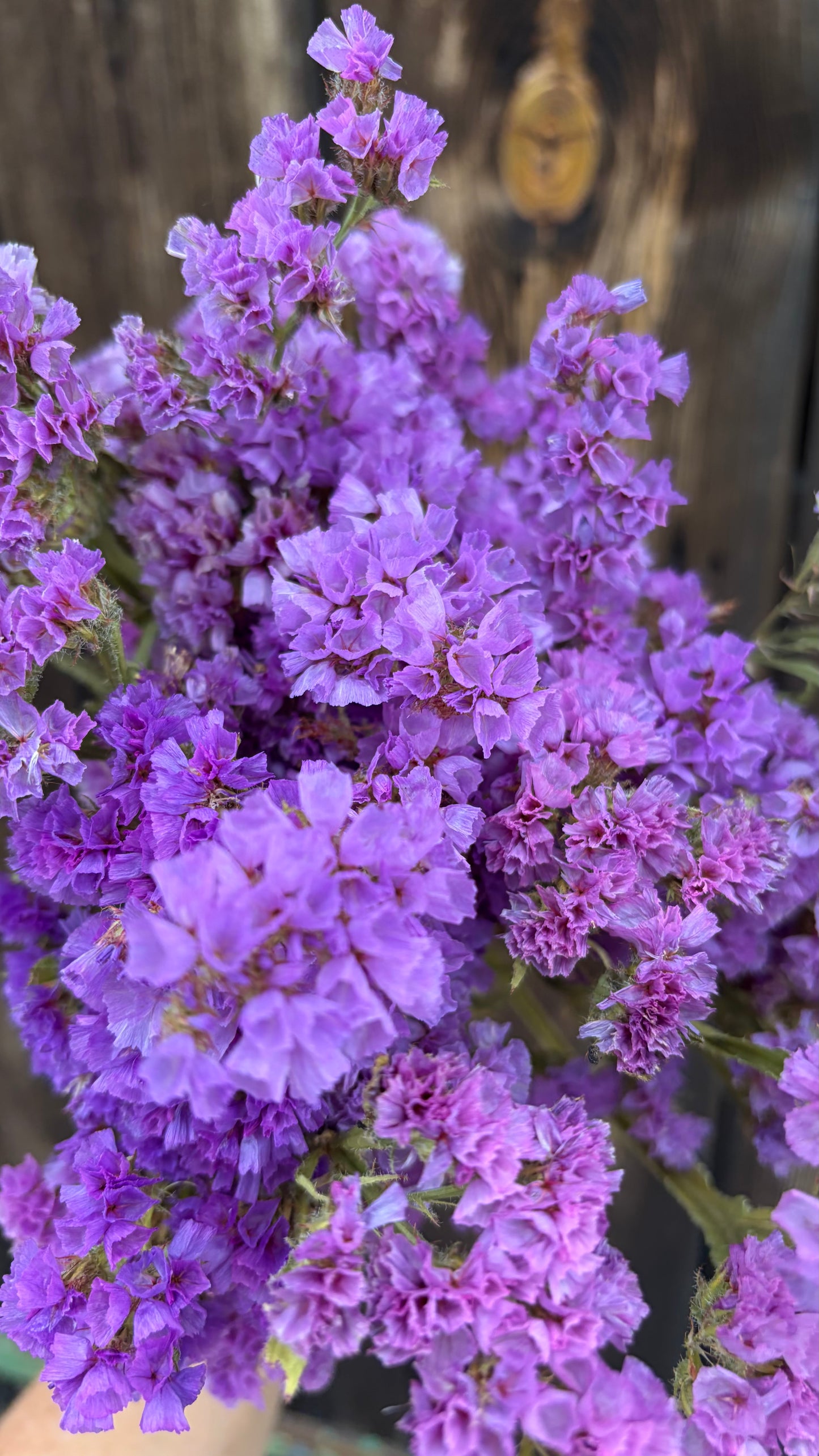 Trockenblumen vom Feld | 10 Stiele