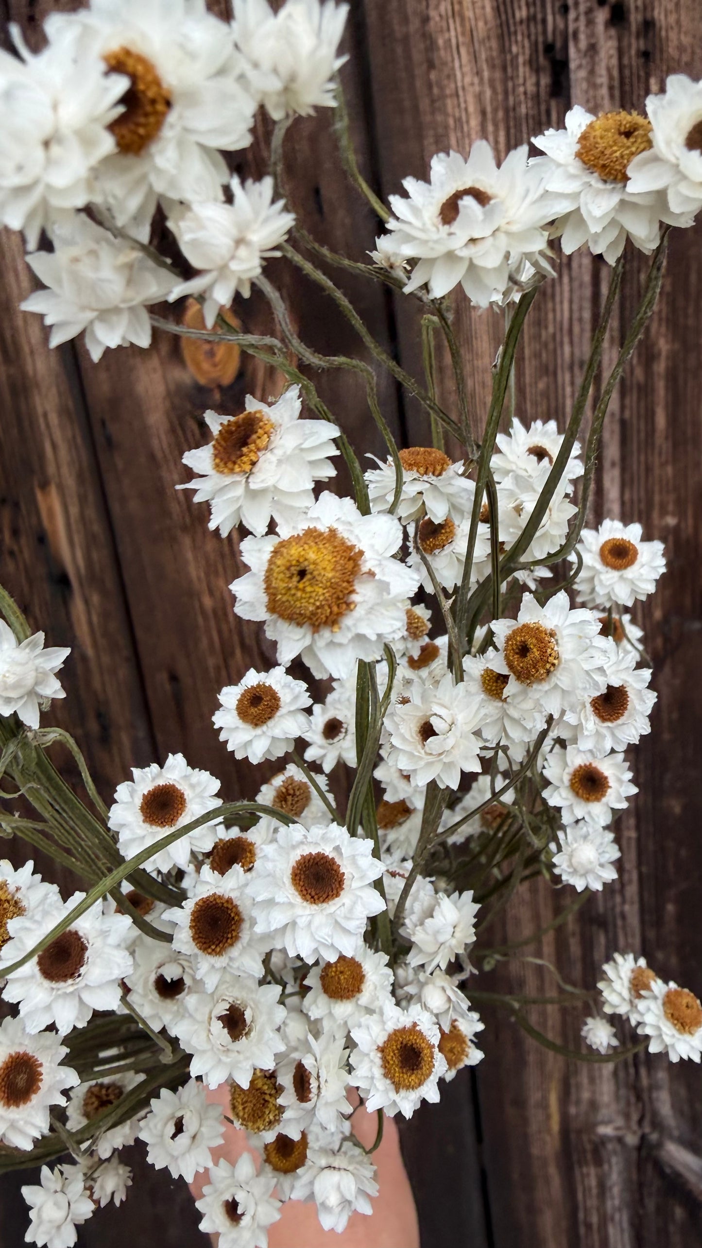 Trockenblumen vom Feld | 10 Stiele