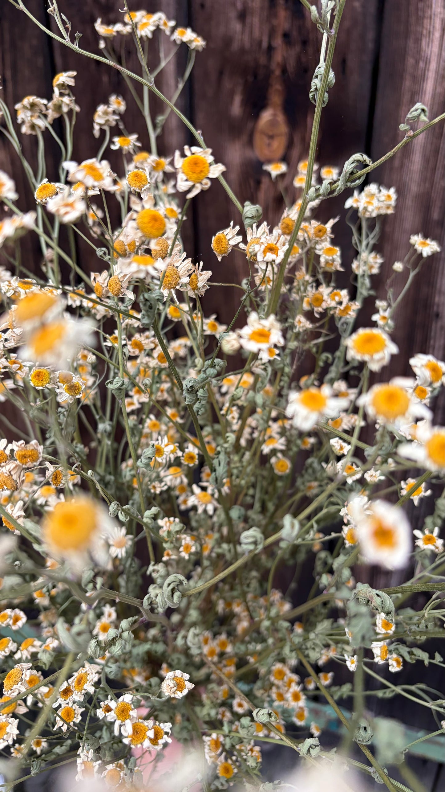 Trockenblumen vom Feld | 10 Stiele