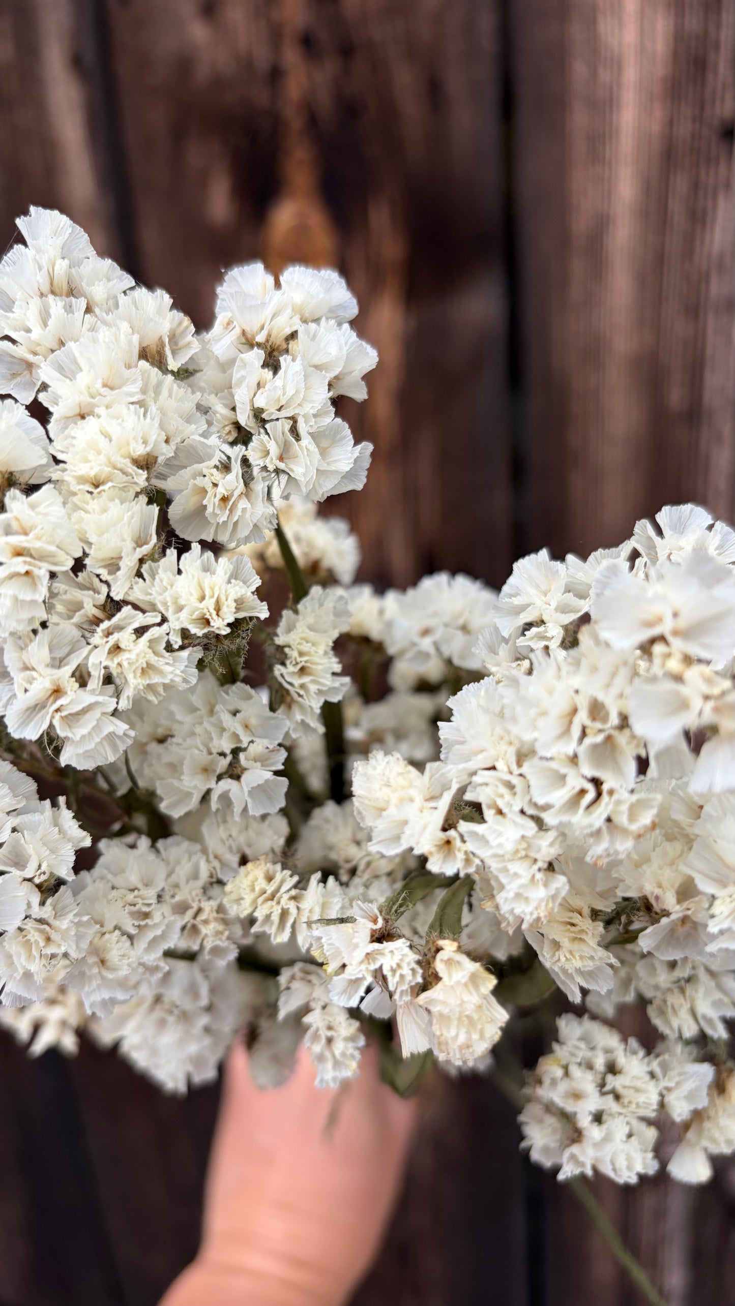 Trockenblumen vom Feld | 10 Stiele
