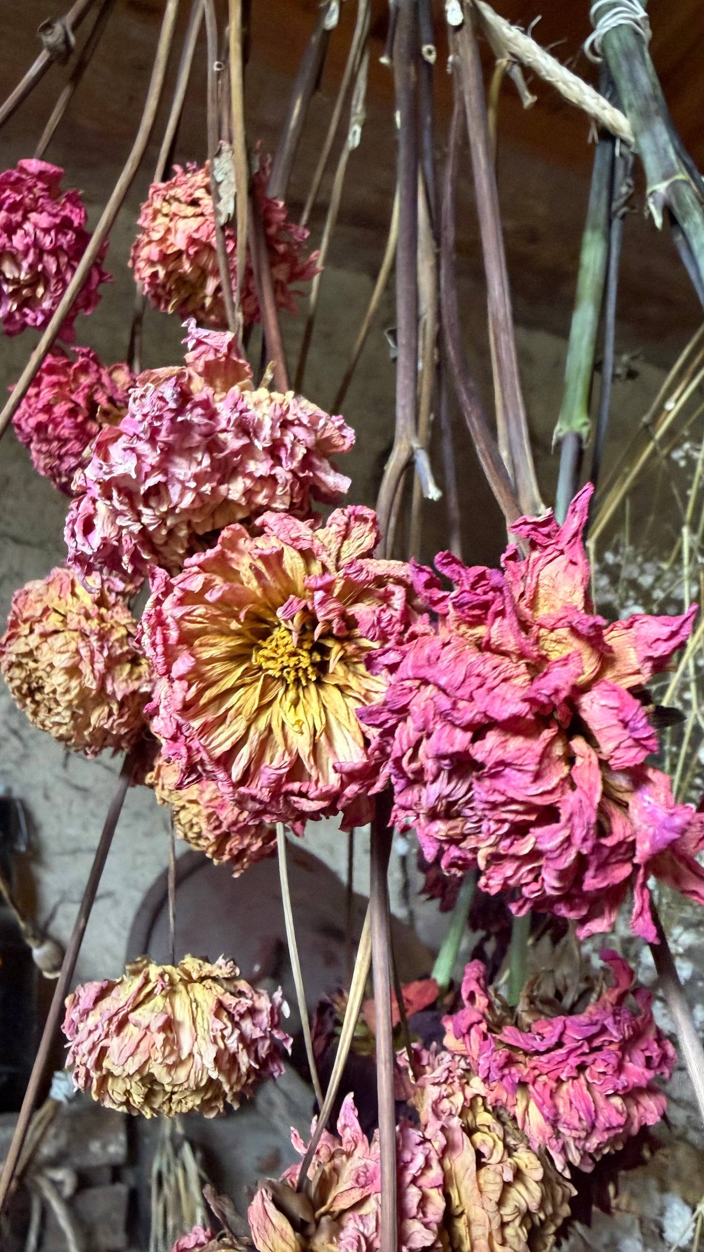 Trockenblumen vom Feld | 10 Stiele