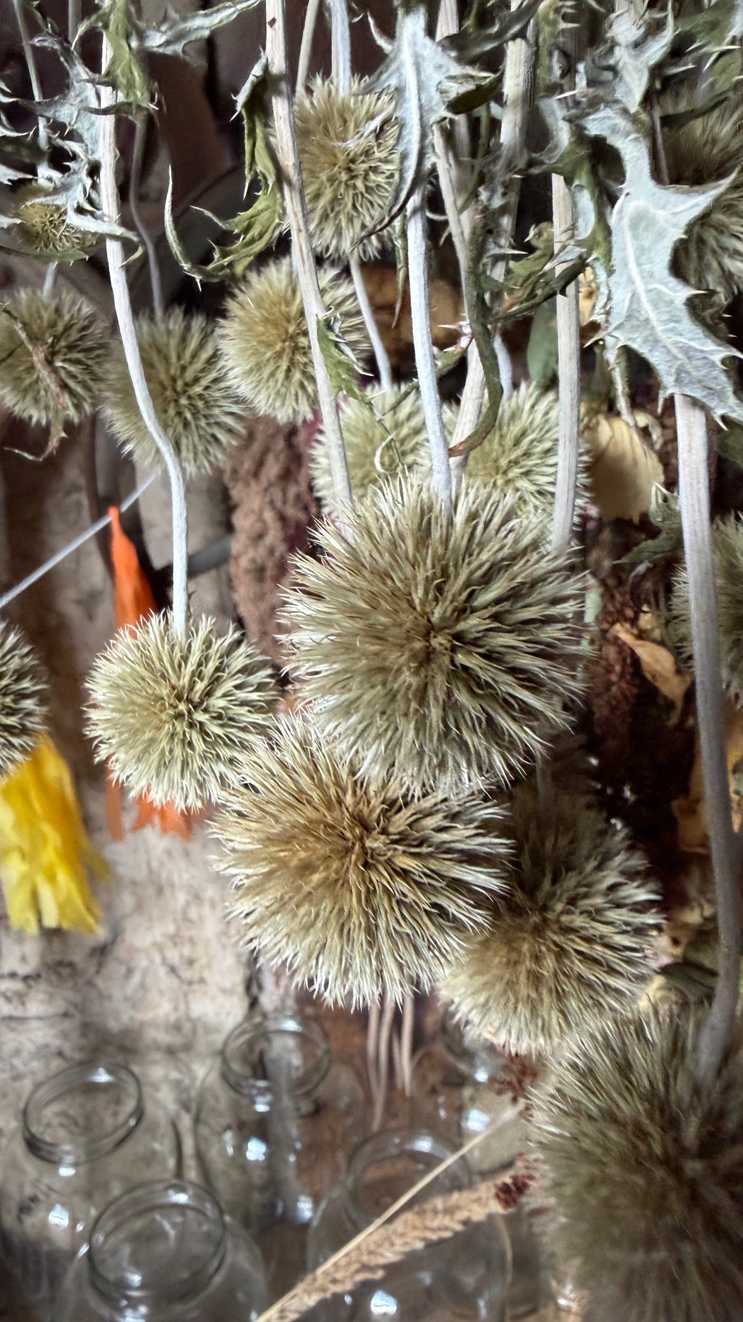 Trockenblumen vom Feld | 10 Stiele