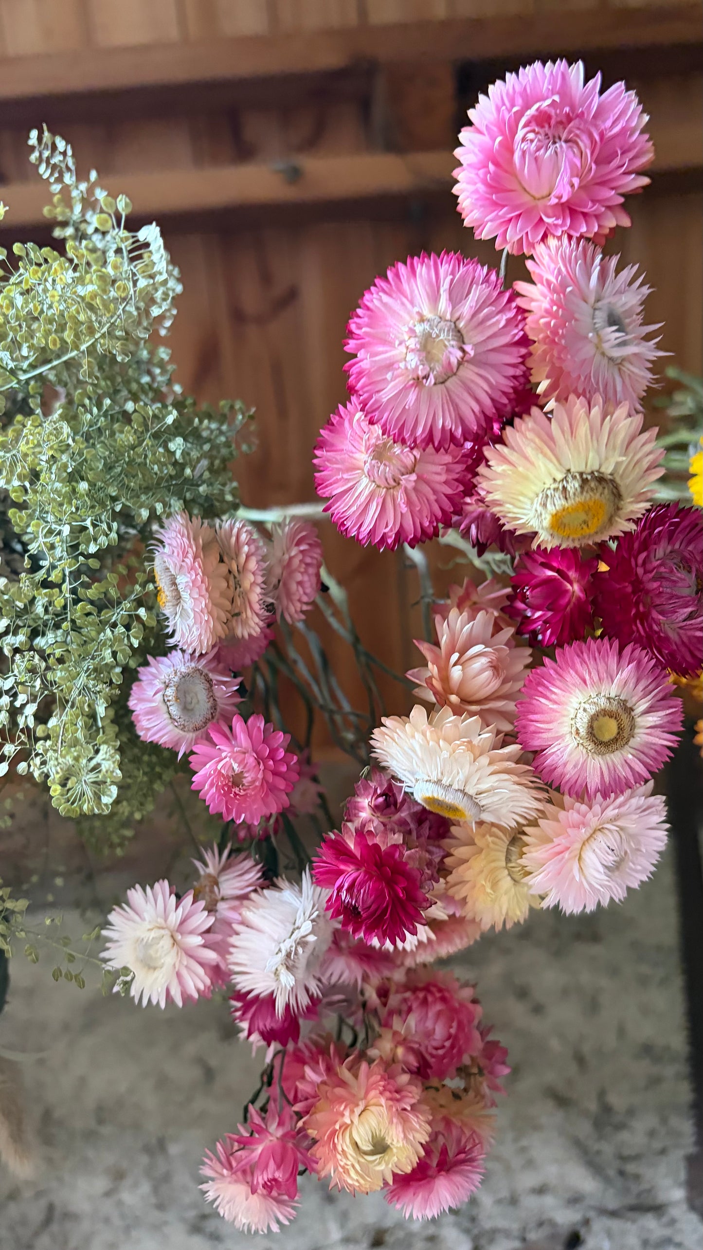Trockenblumen vom Feld | 10 Stiele