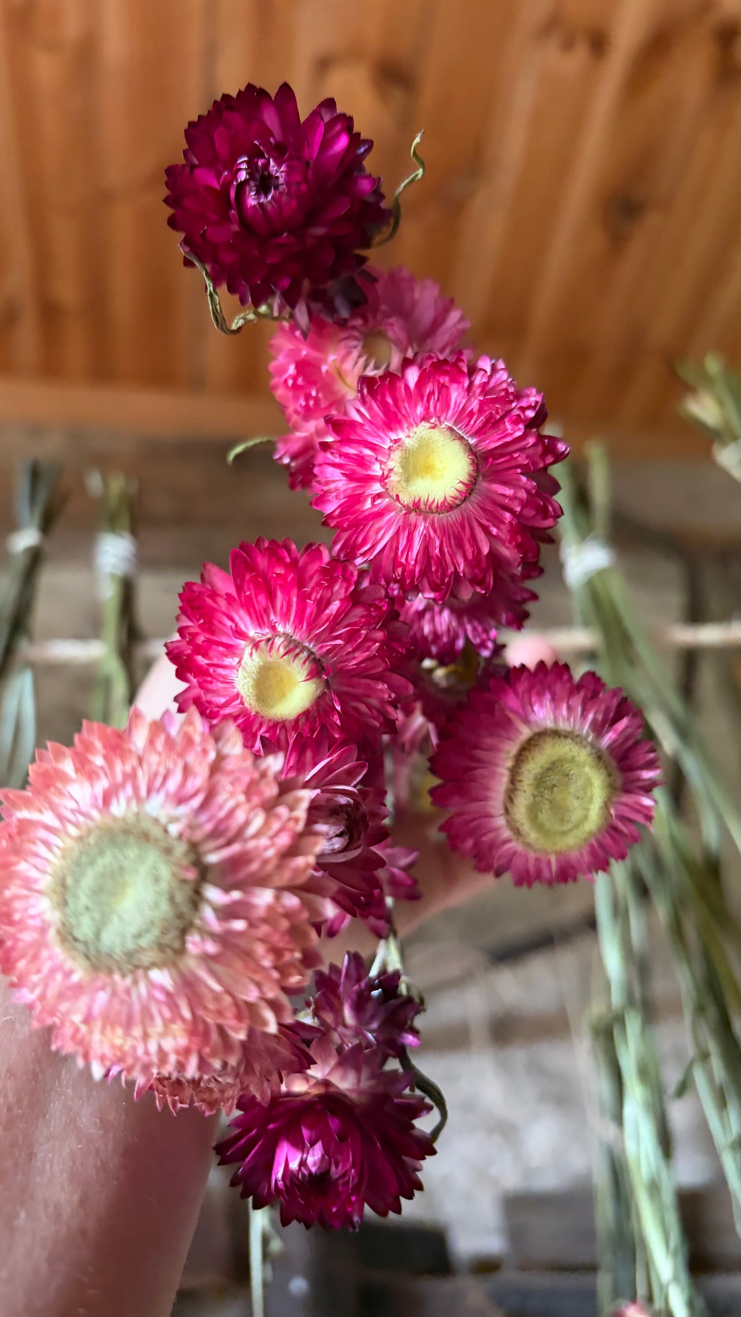 Trockenblumen vom Feld | 10 Stiele