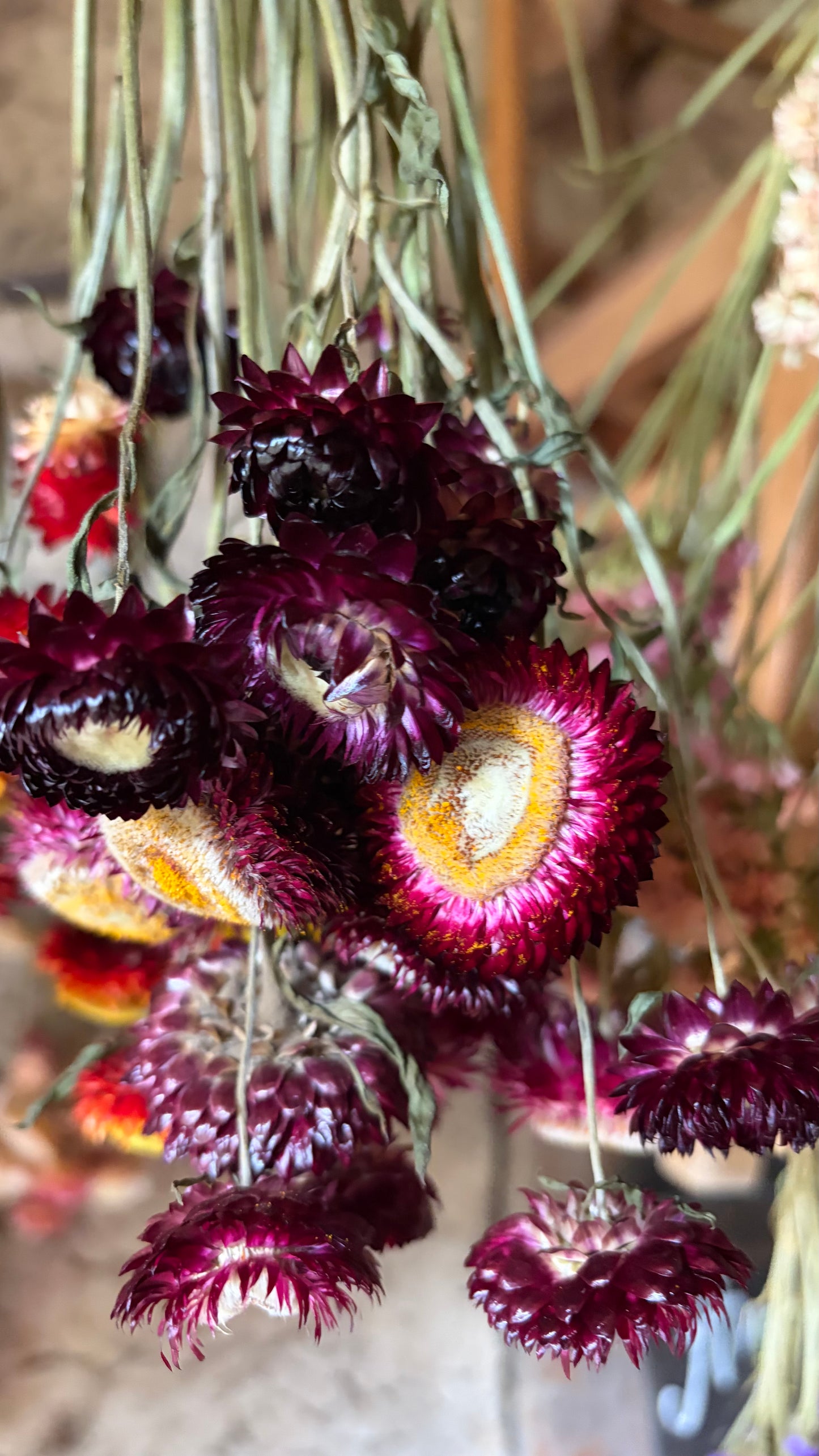 Trockenblumen vom Feld | 10 Stiele