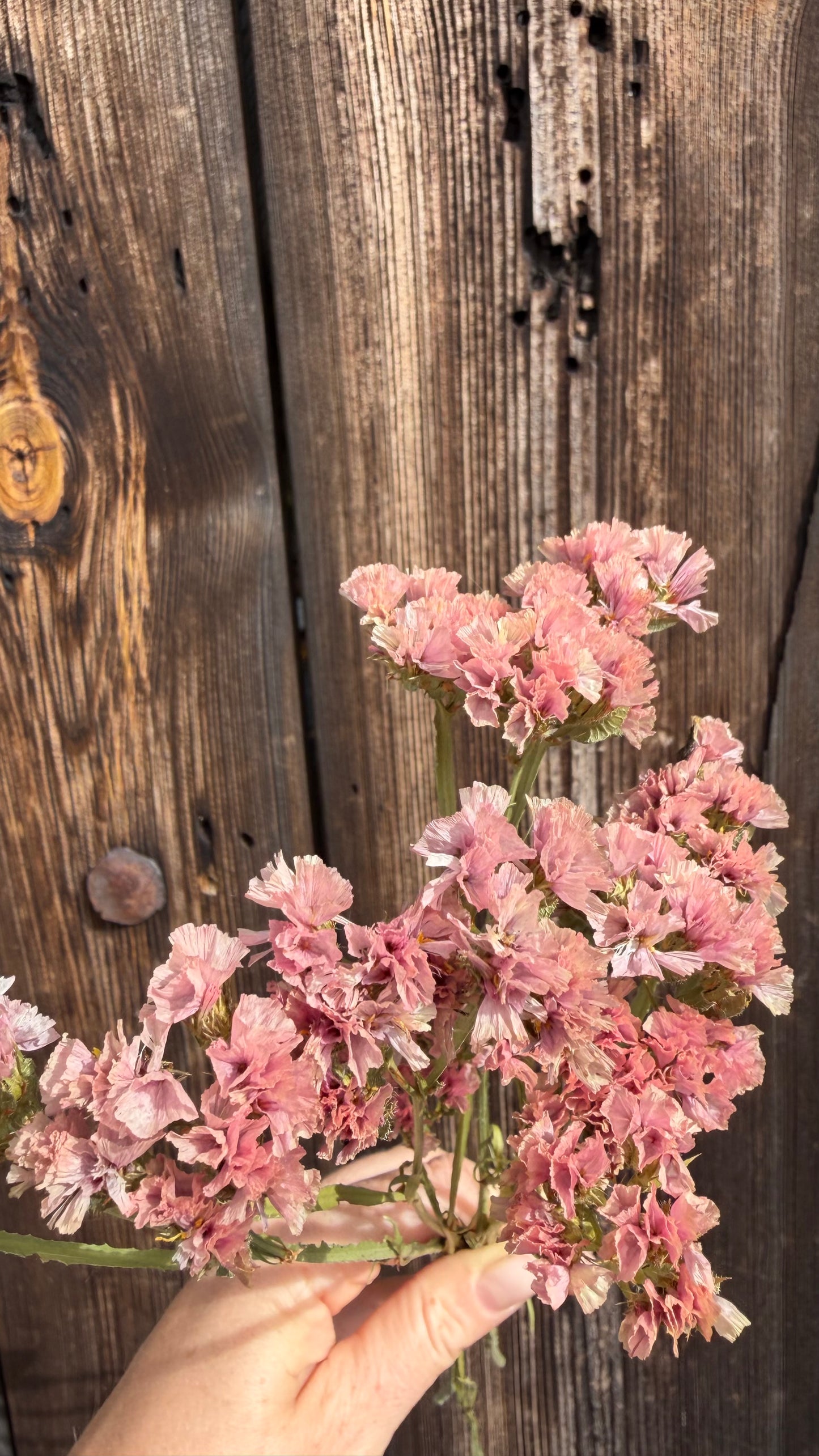 Trockenblumen vom Feld | 10 Stiele