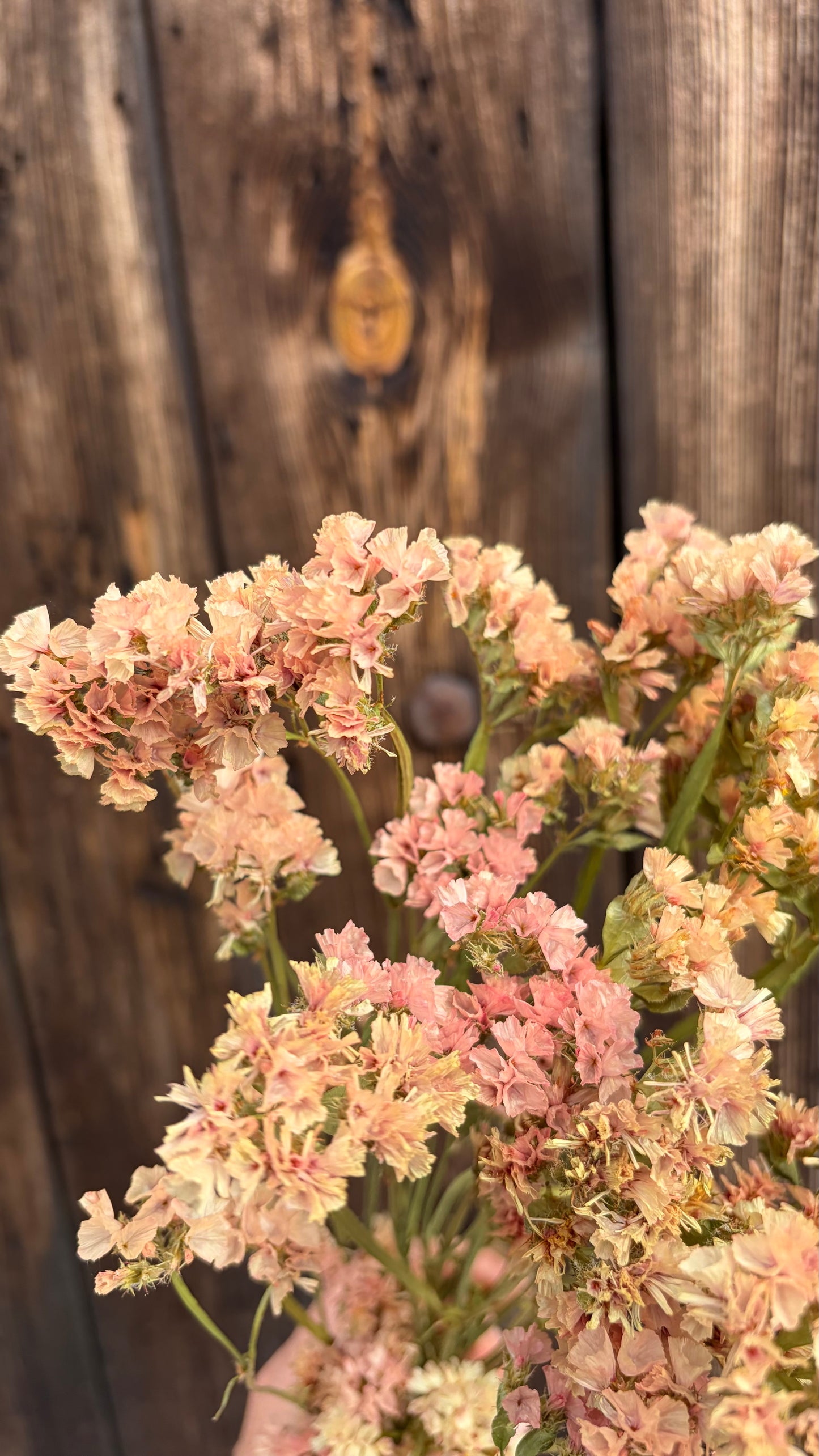 Trockenblumen vom Feld | 10 Stiele