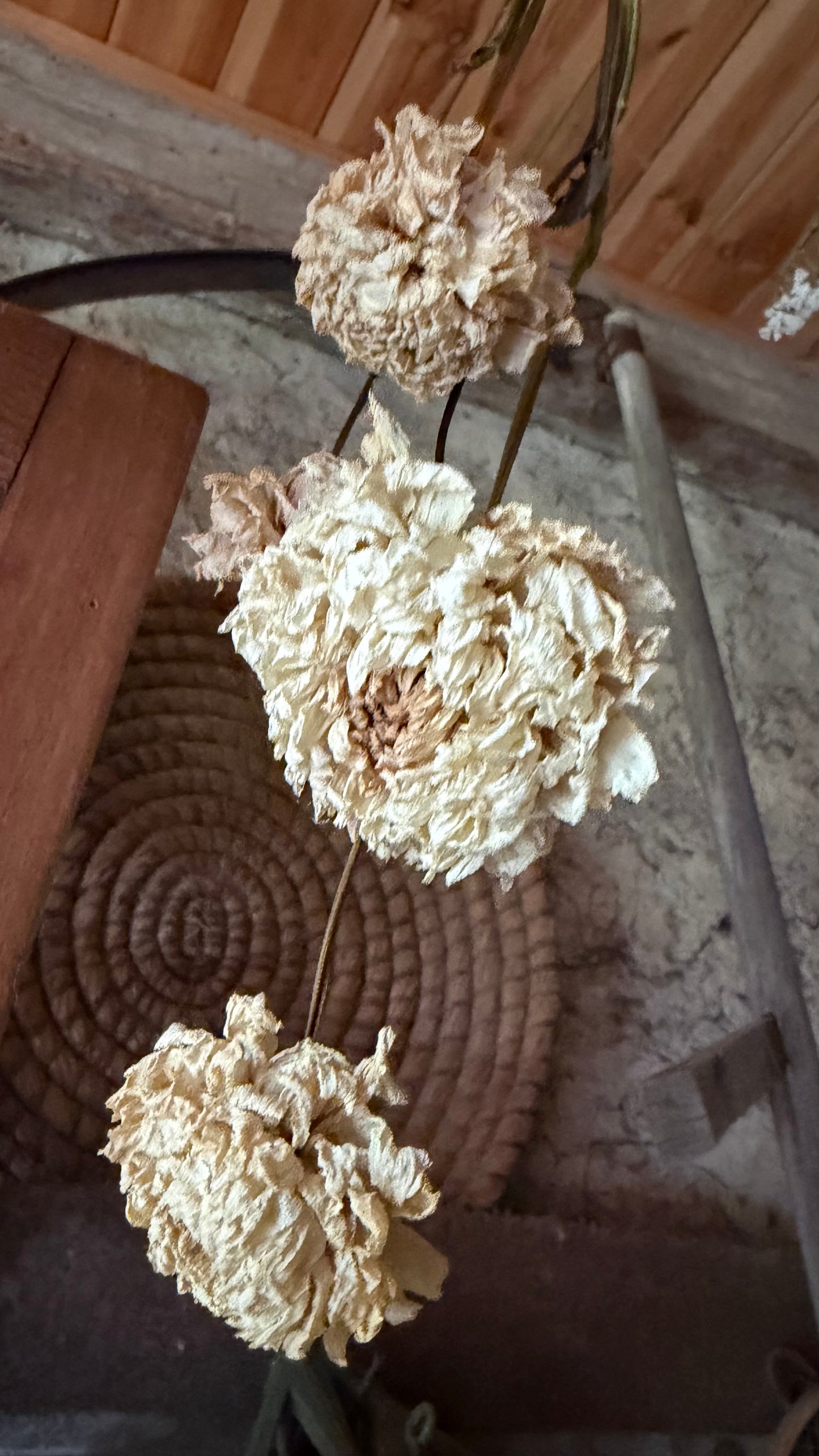 Trockenblumen vom Feld | 10 Stiele