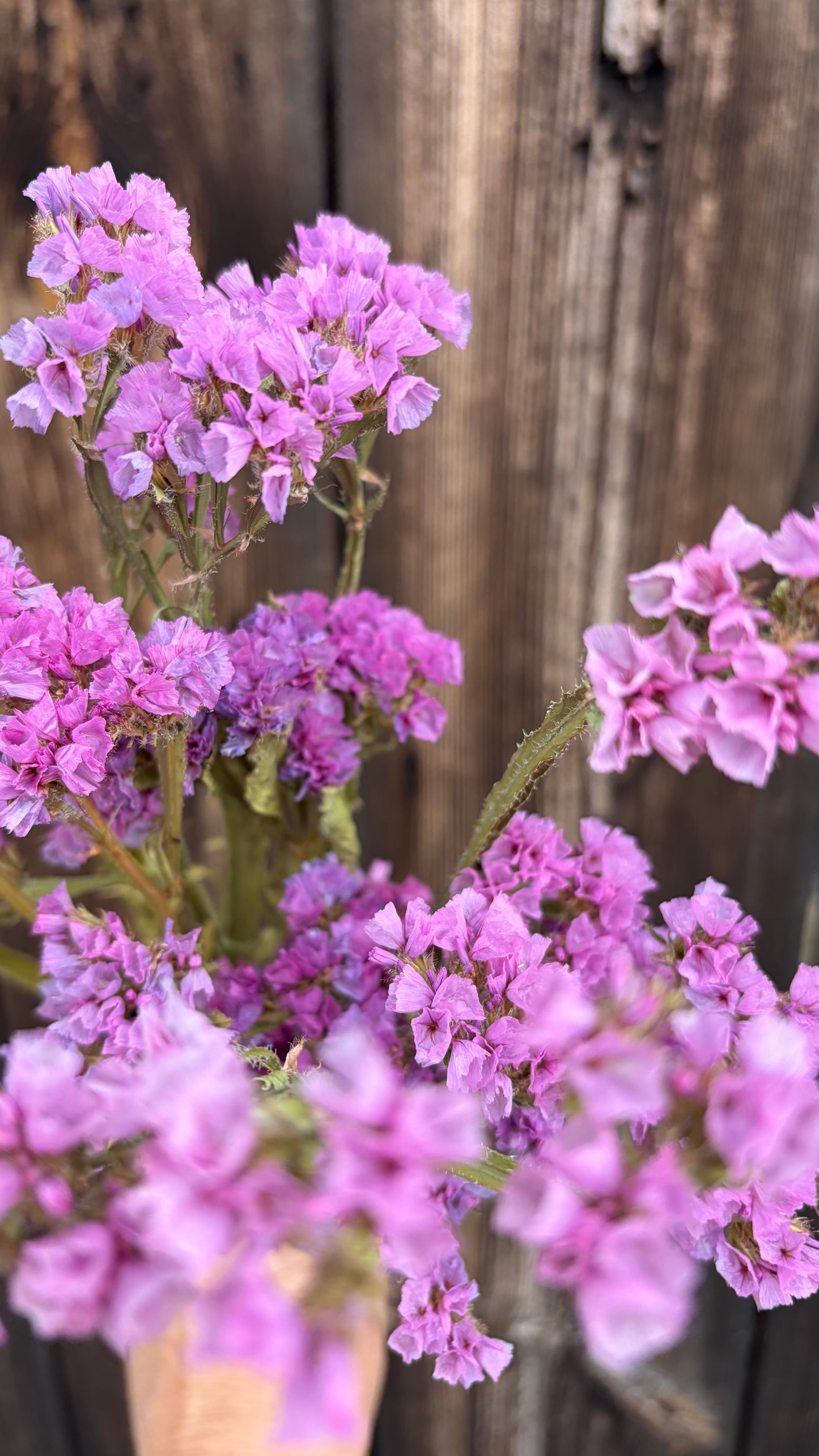 Trockenblumen vom Feld | 10 Stiele