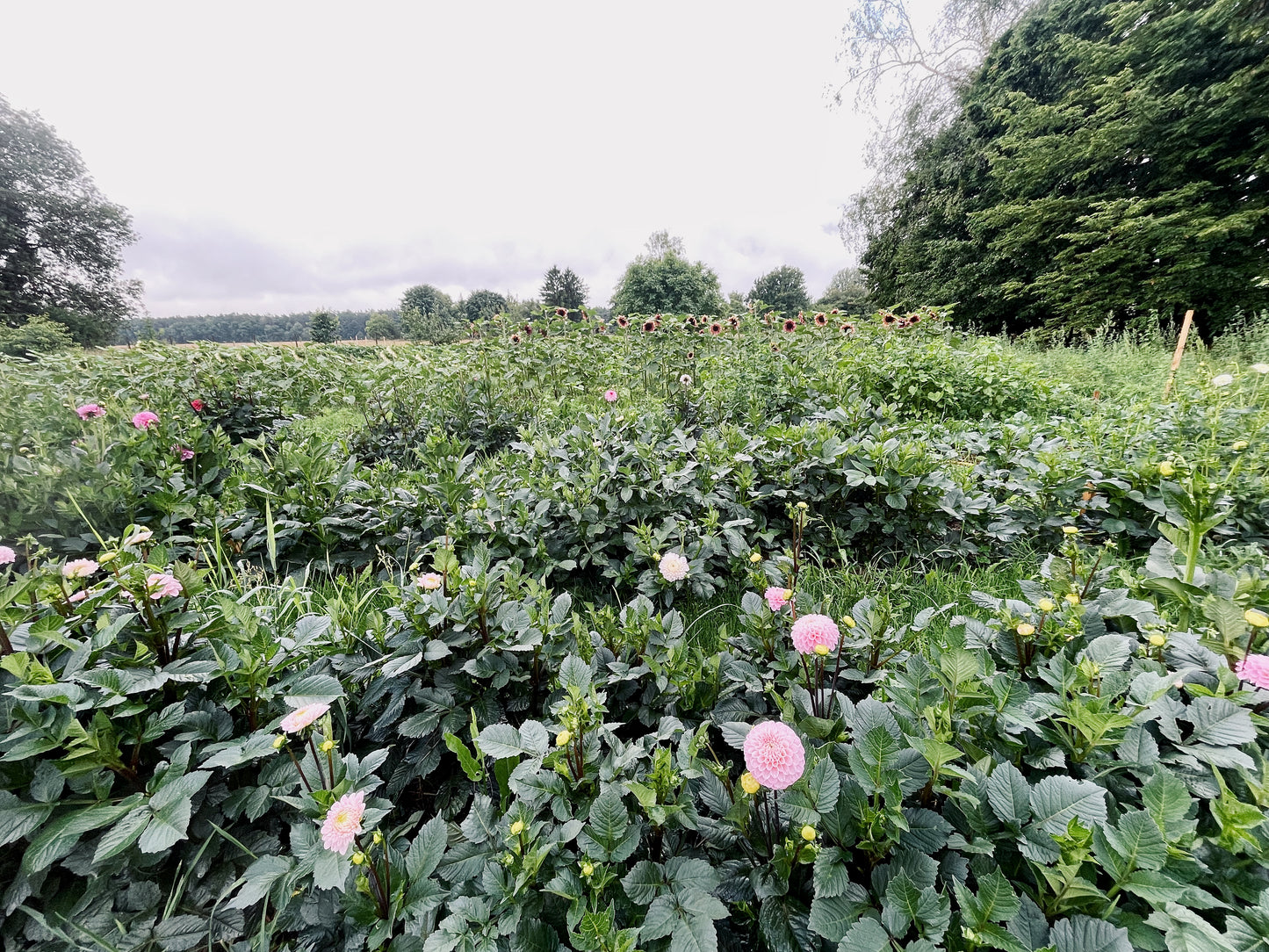 Blumen selbst pflücken