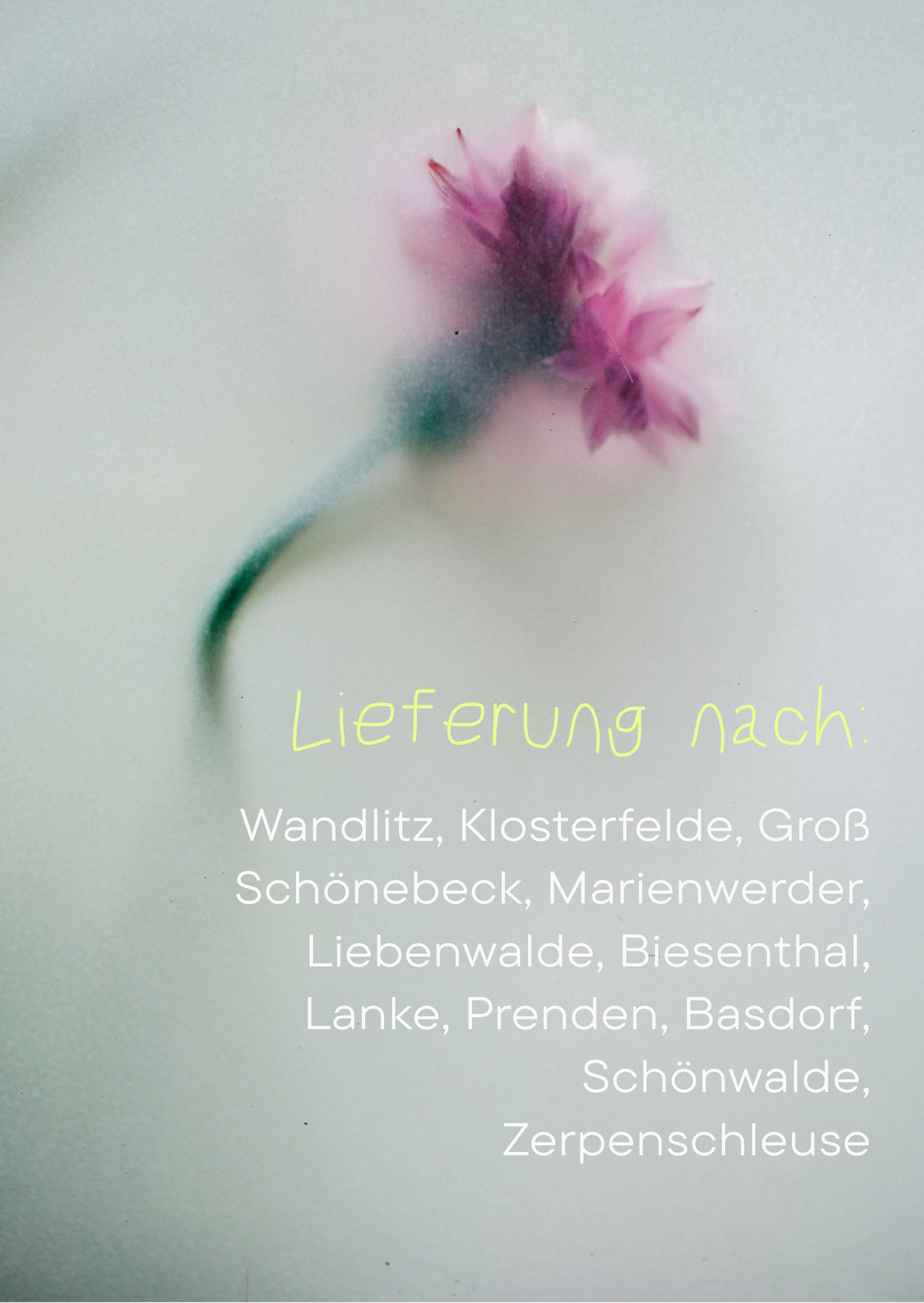 Abo: Blumen im Eimer zum selbst gestalten (Tischdeko) für Cafés, Restaurants…