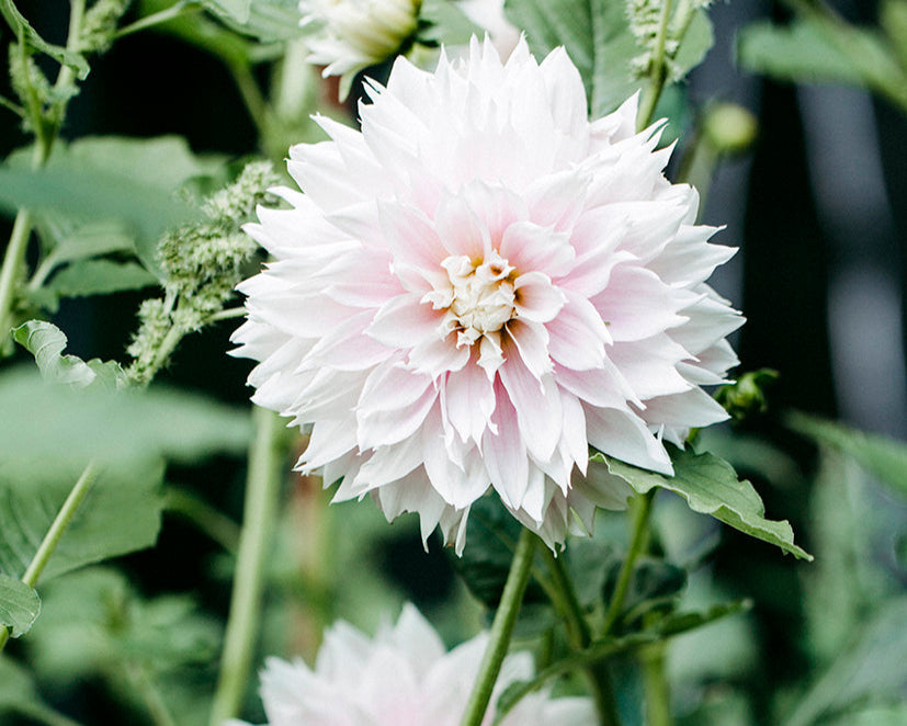 Abo: Blumensträuße die ganze Saison (Apr-Okt)
